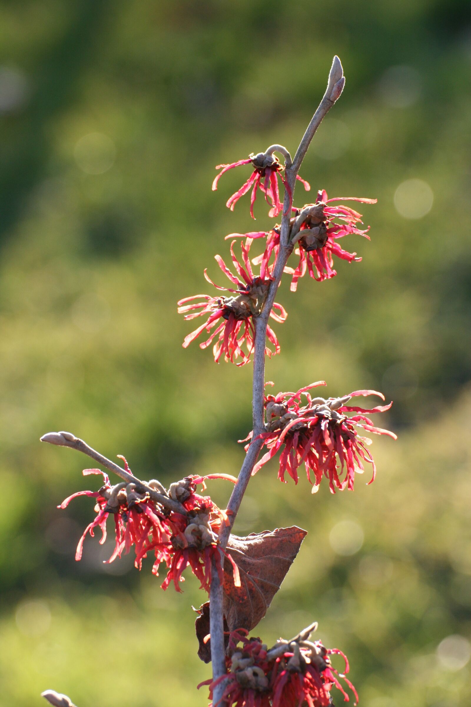 Canon EOS 350D (EOS Digital Rebel XT / EOS Kiss Digital N) sample photo. Witch hazel, bush, branch photography
