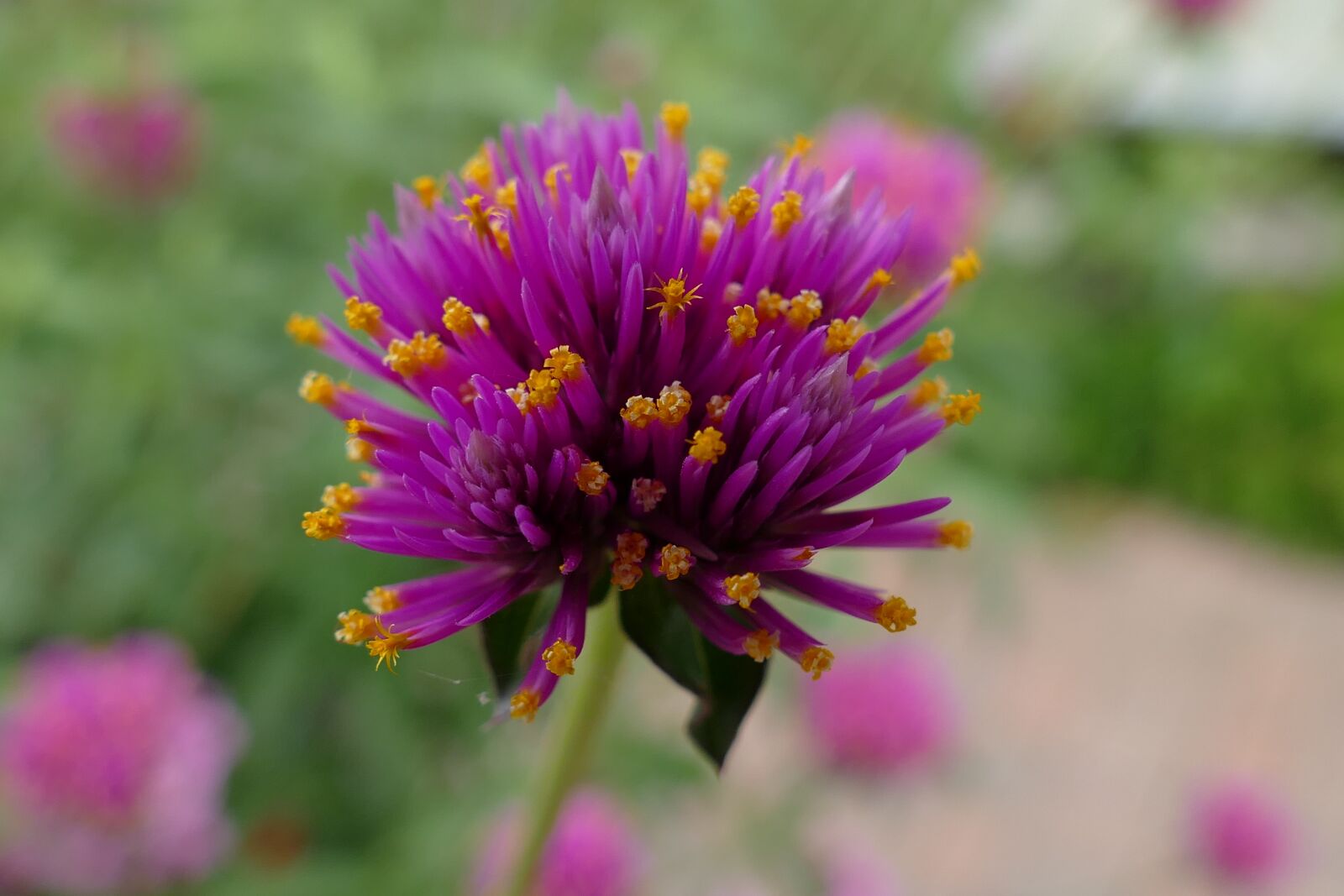 Panasonic Lumix DMC-FZ1000 sample photo. Flower, plant, purple photography