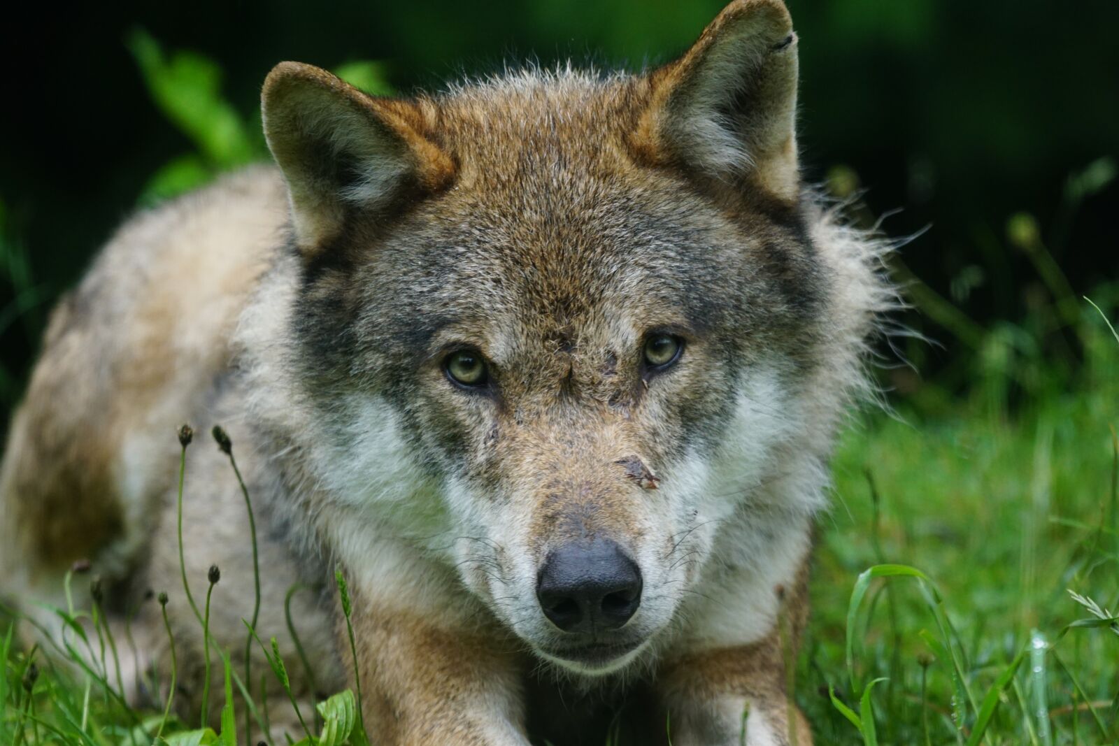 Sony ILCA-77M2 + Sony 70-400mm F4-5.6 G SSM sample photo. Wolf, predator, eurasian wolf photography