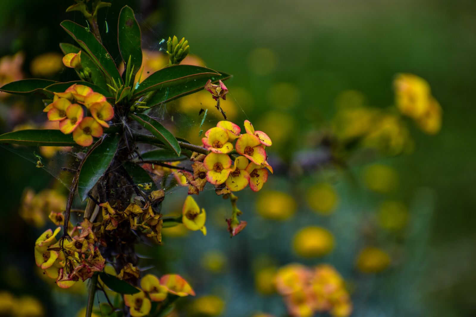 Nikon D3400 sample photo. Flower, small, yellow photography