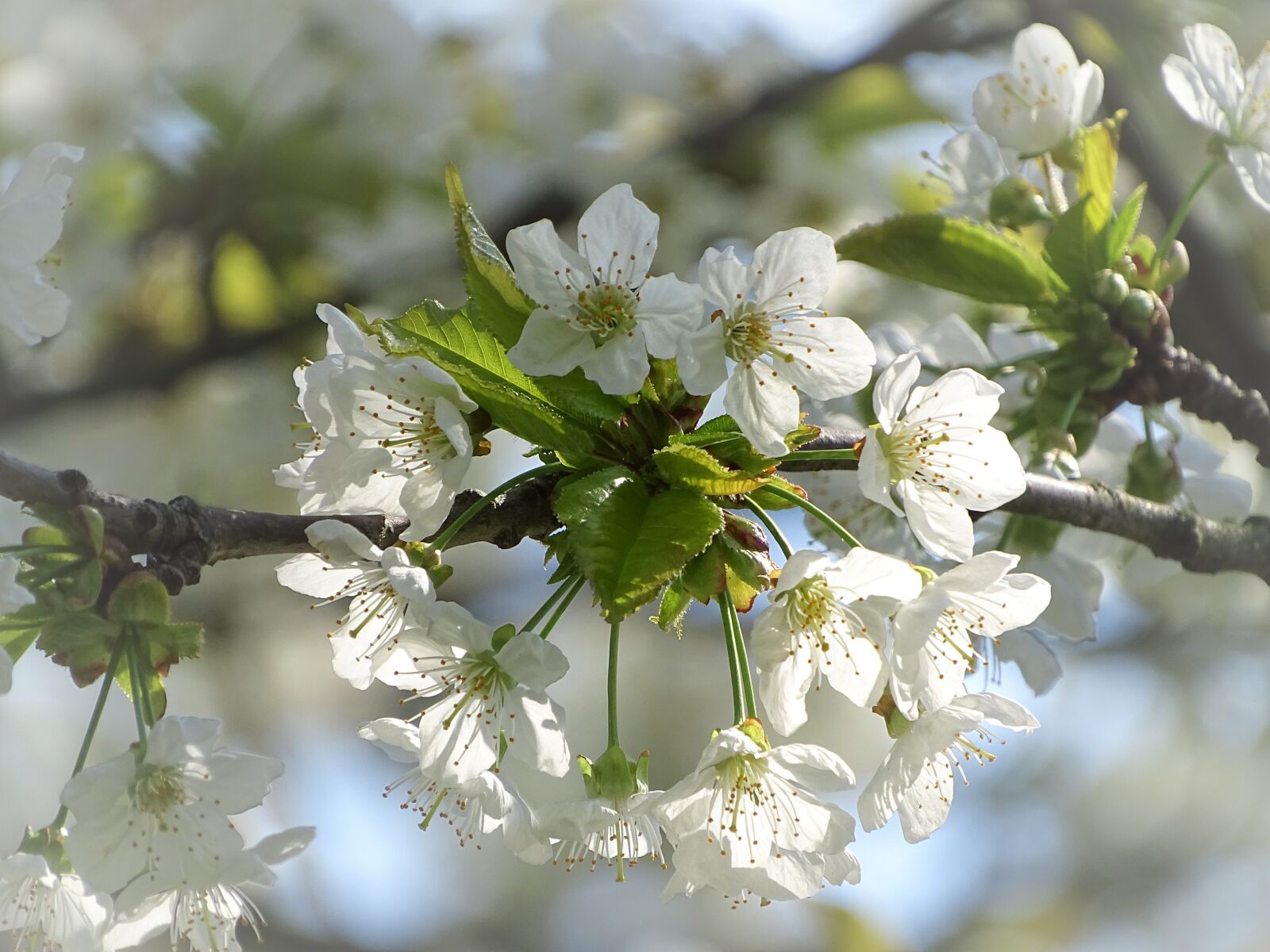Sony Cyber-shot DSC-HX400V sample photo. Cherry blossom, white, close photography