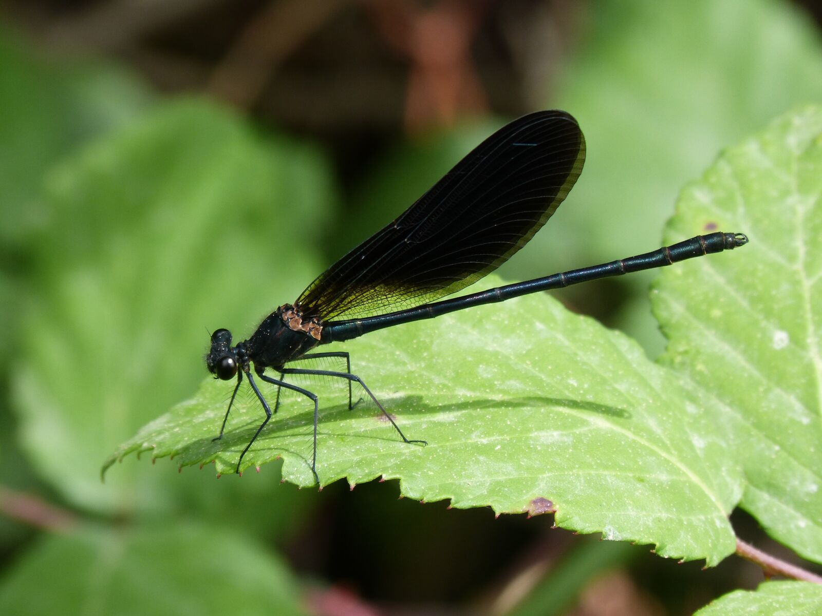 Panasonic DMC-FZ62 sample photo. Dragonfly, damselfly, calopteryx haemorrhoidalis photography