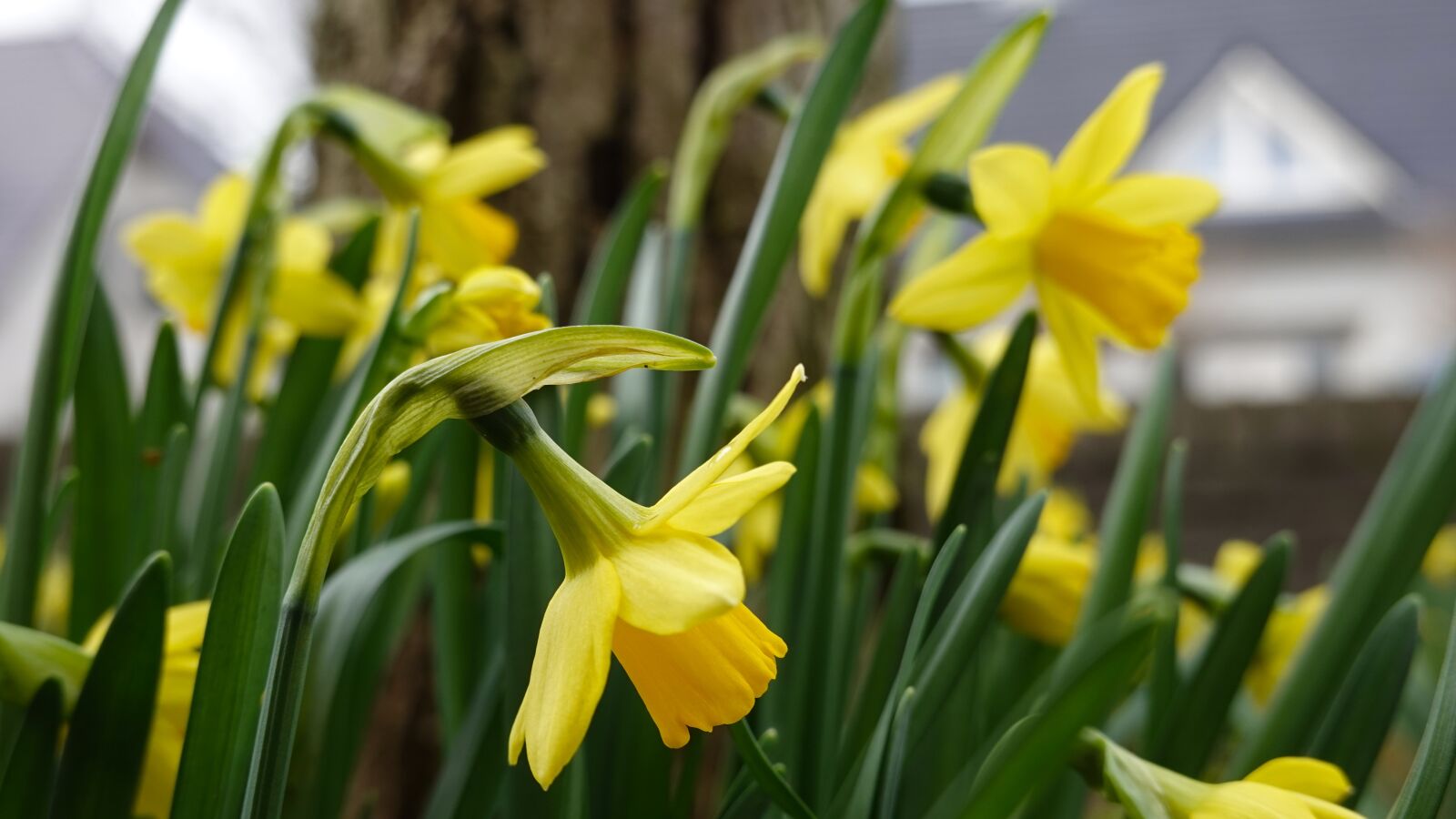 Sony Cyber-shot DSC-RX100 VI sample photo. Narcissus, spring, yellow photography