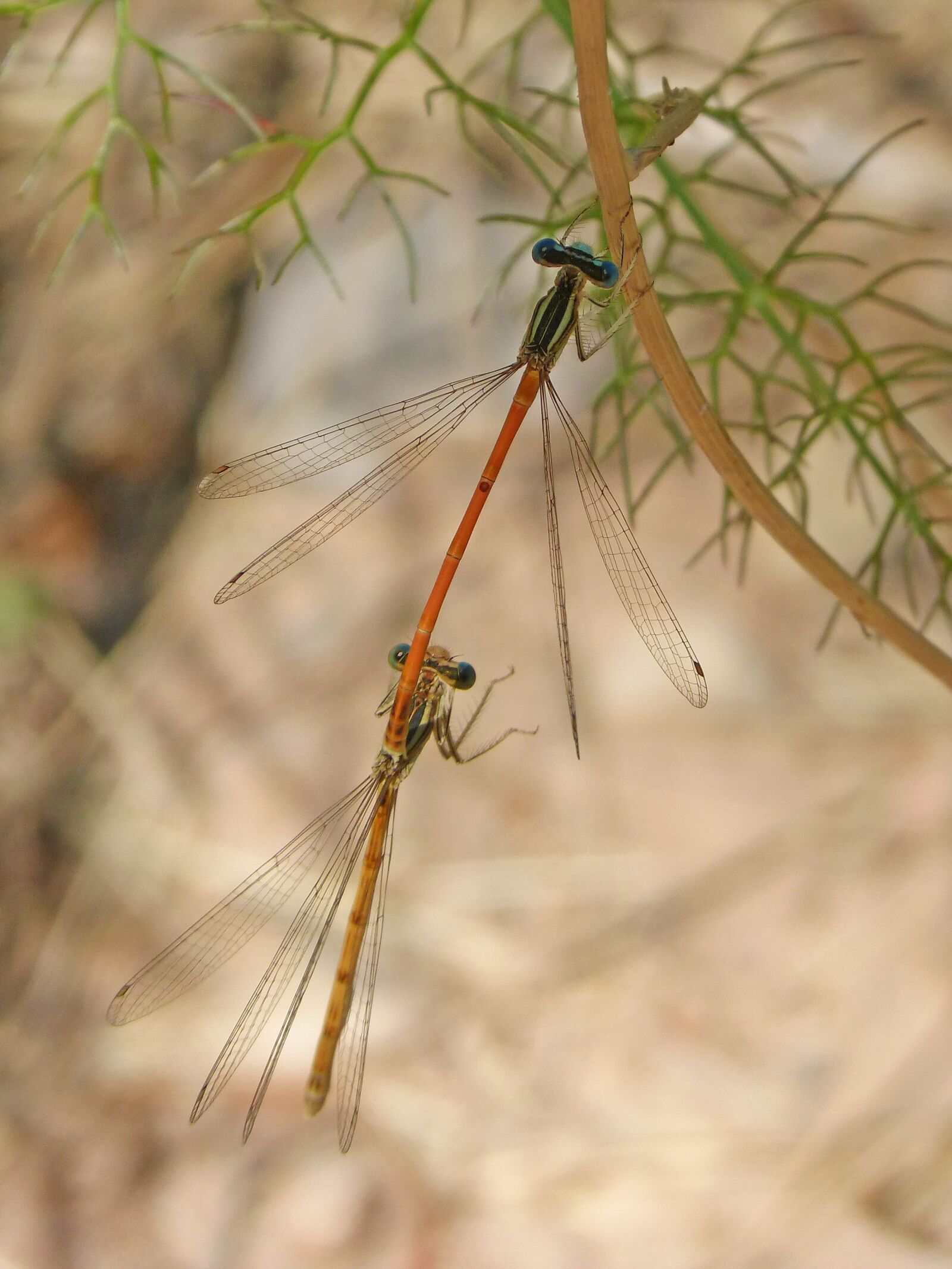 Panasonic DMC-FZ62 sample photo. Dragonflies mating, dragonflies, copulation photography