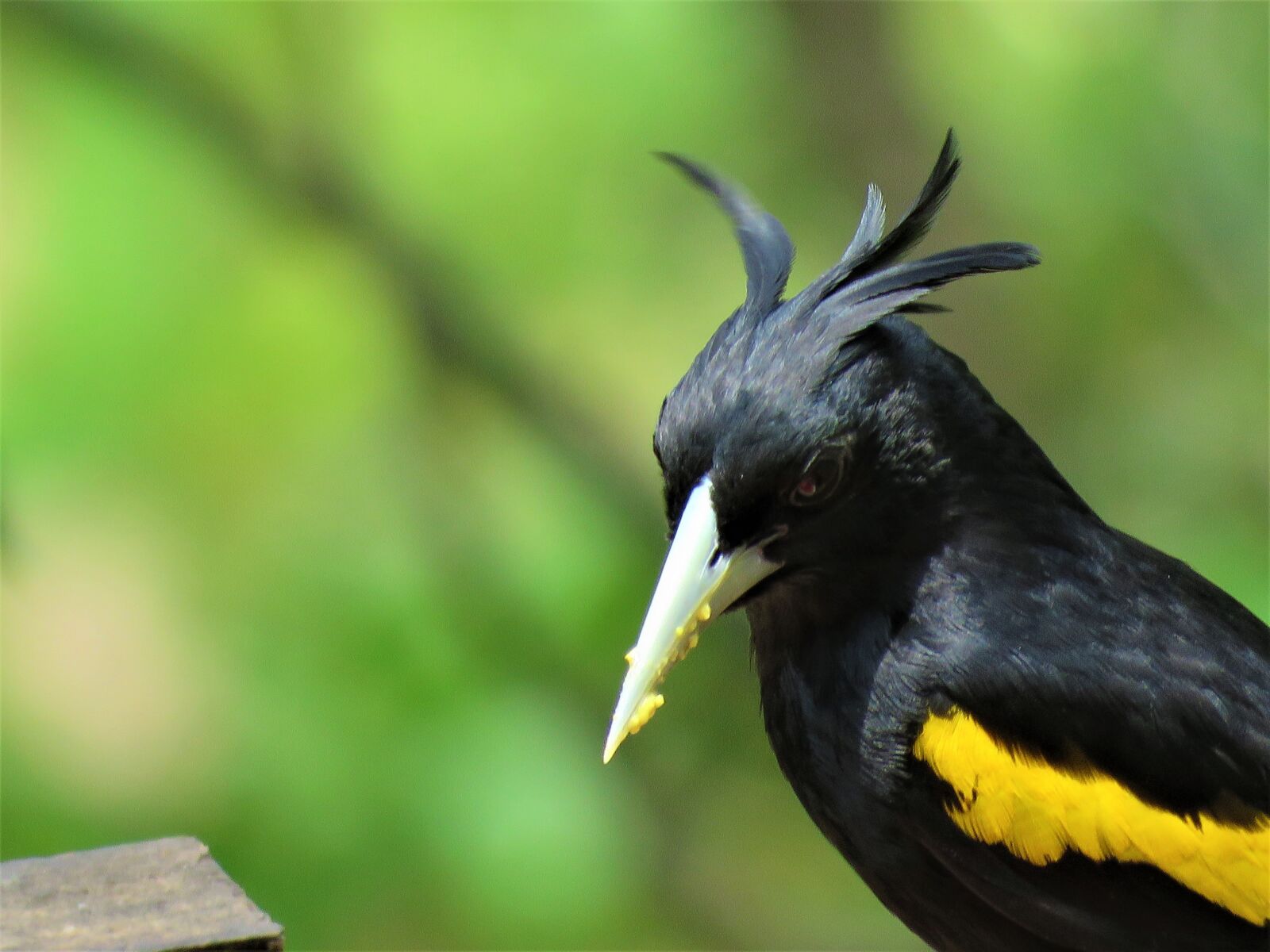 Canon PowerShot SX60 HS sample photo. Yellow winged cacique, cacique photography