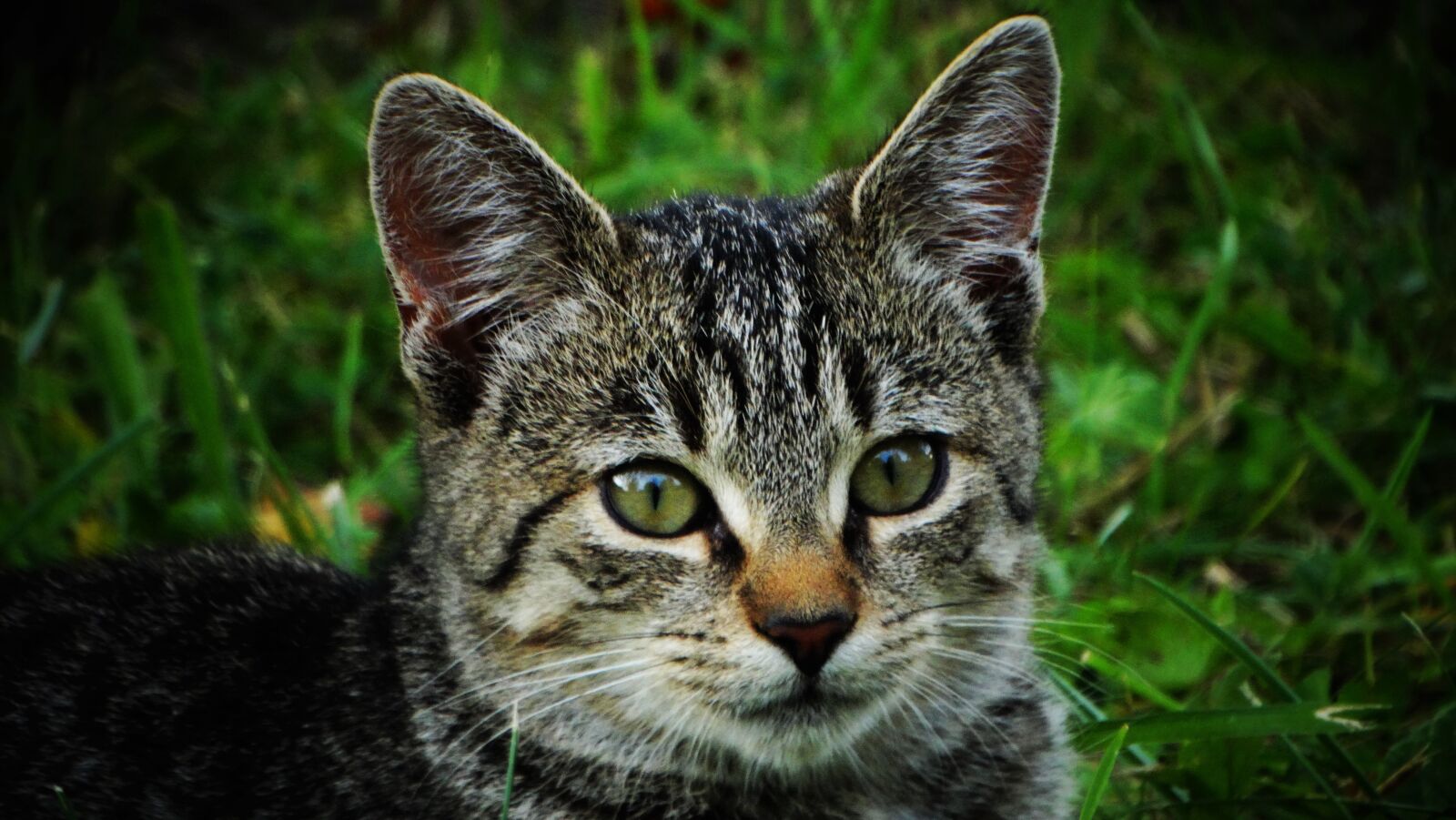 Sony Cyber-shot DSC-HX300 sample photo. Cat, kitten, animal photography
