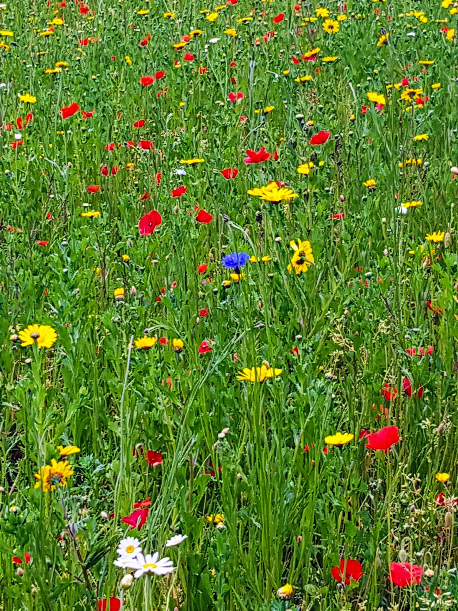 Samsung Galaxy S7 Edge sample photo. Flowers meadow, meadow, wild photography
