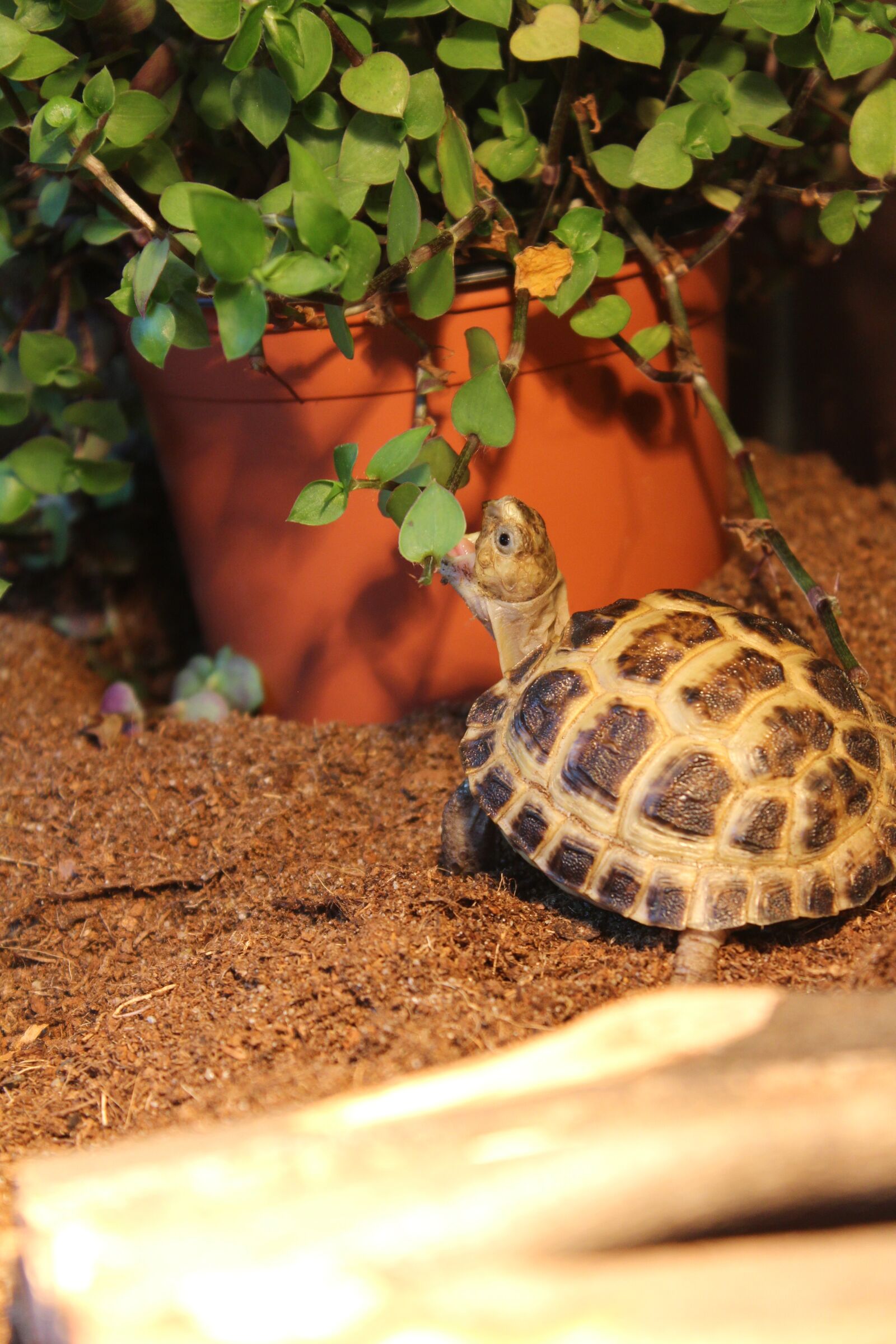 Canon EOS 650D (EOS Rebel T4i / EOS Kiss X6i) sample photo. Turtle, baby, animal photography