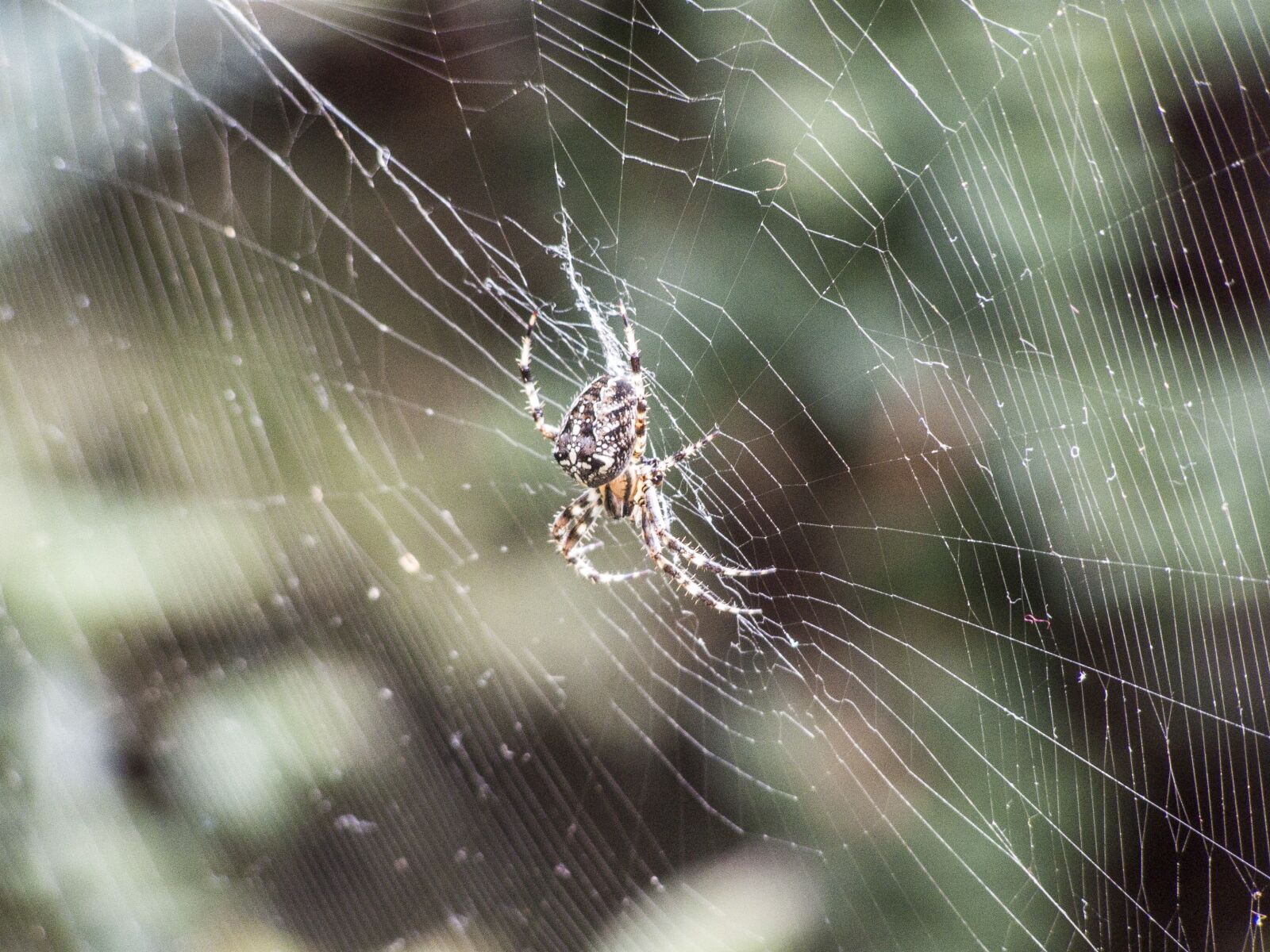 Olympus SP510UZ sample photo. Spider, web, beetle photography