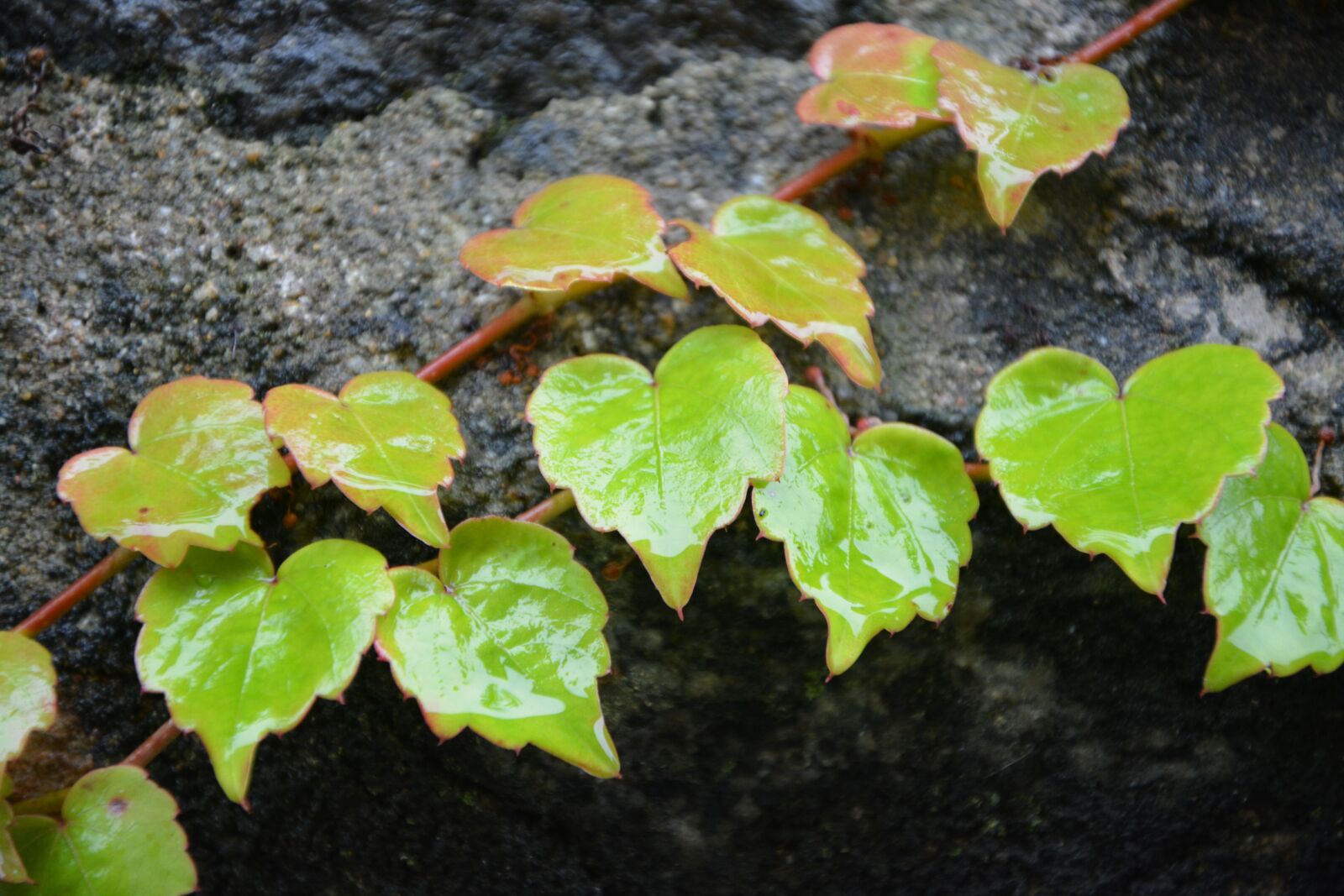 Nikon D5200 sample photo. Leaves, leaves hearts, shapes photography