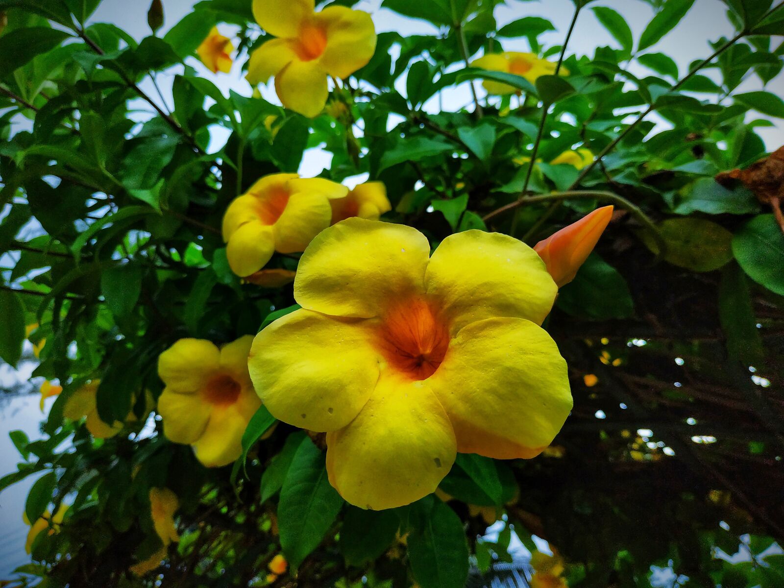 Xiaomi Redmi Note 5 sample photo. Yellow flower, beautiful colour photography