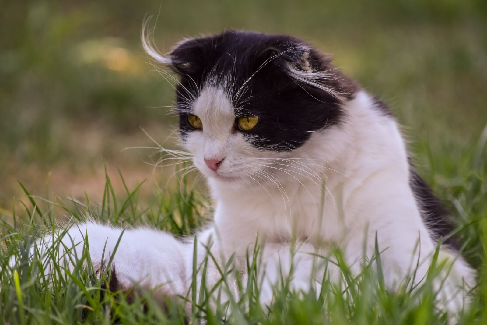 Nikon D3300 sample photo. Cat, kitten, animals photography