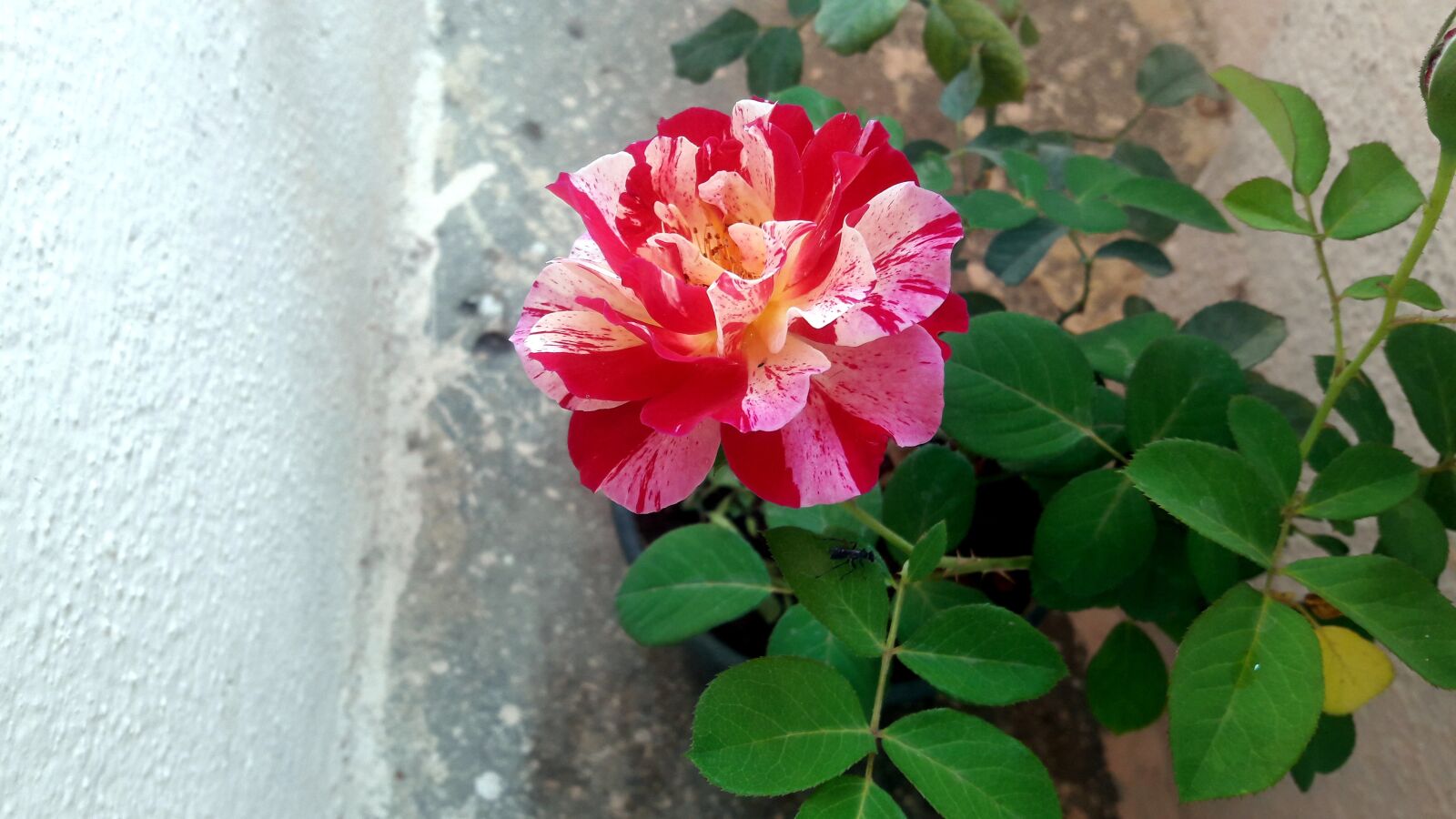 Samsung Galaxy J7 sample photo. Rose, flower, love photography