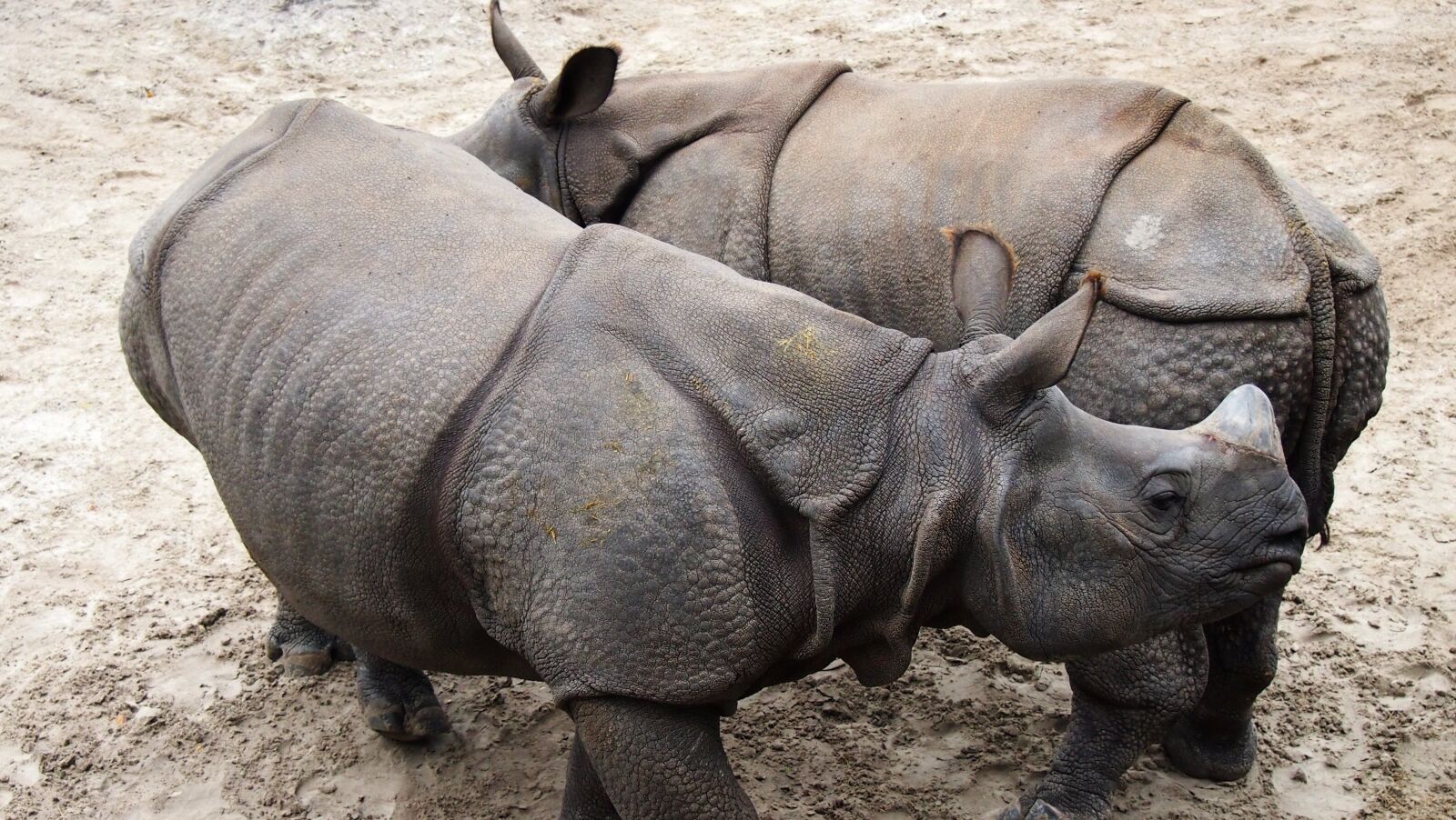 Olympus PEN E-PM1 sample photo. Rhinoceros, rhino, animal photography