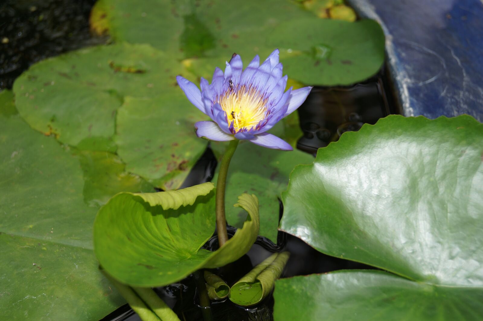Sony SLT-A37 sample photo. Flower, water lily, water photography