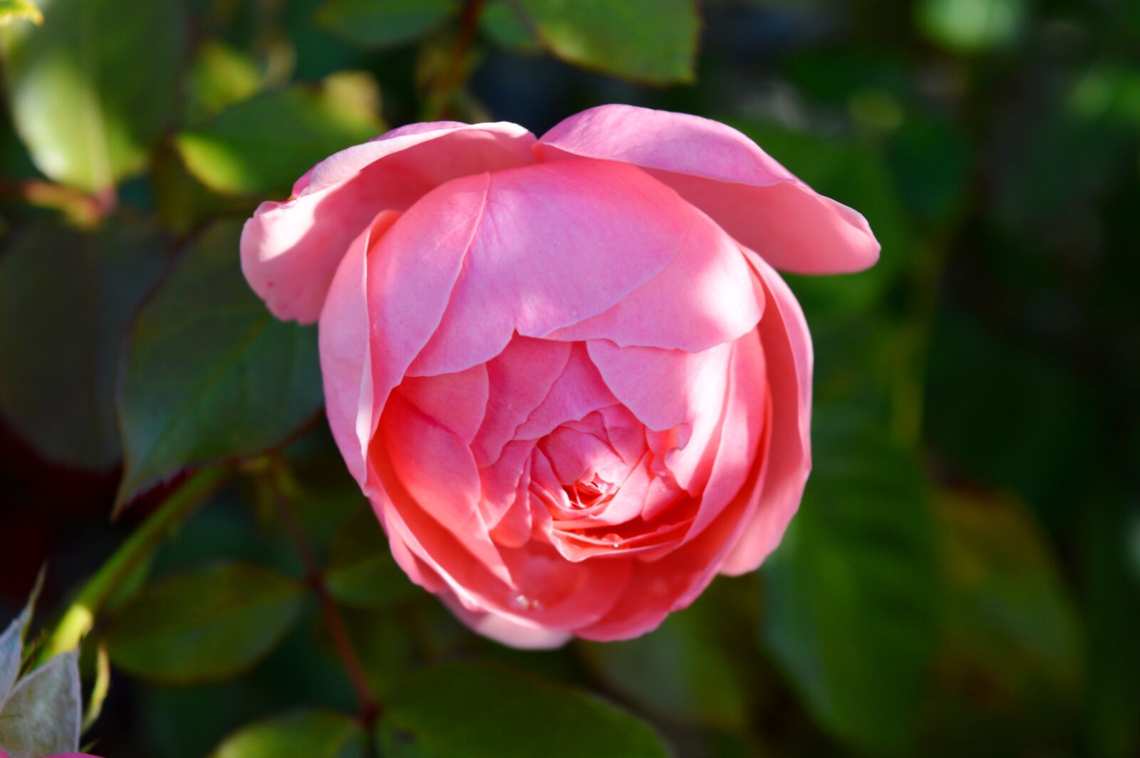 Nikon D3200 sample photo. Rose, pink, mood photography
