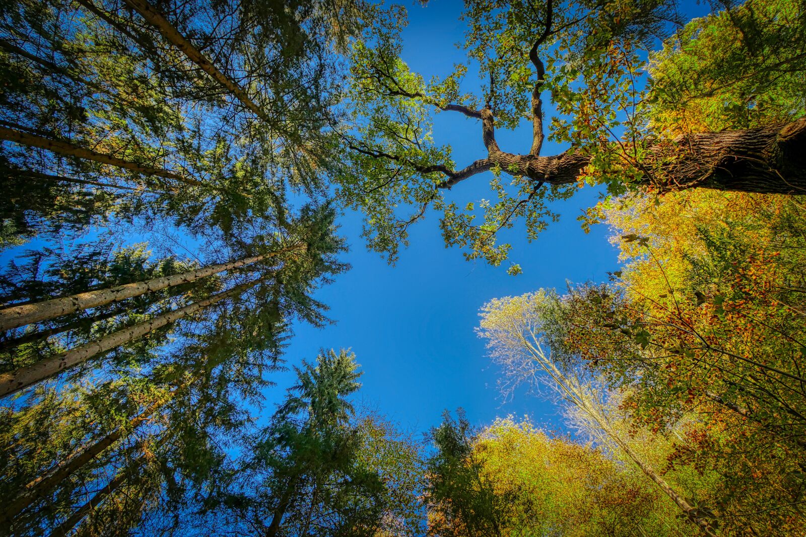 Panasonic Lumix DMC-GX8 sample photo. Forest, nature, trees photography