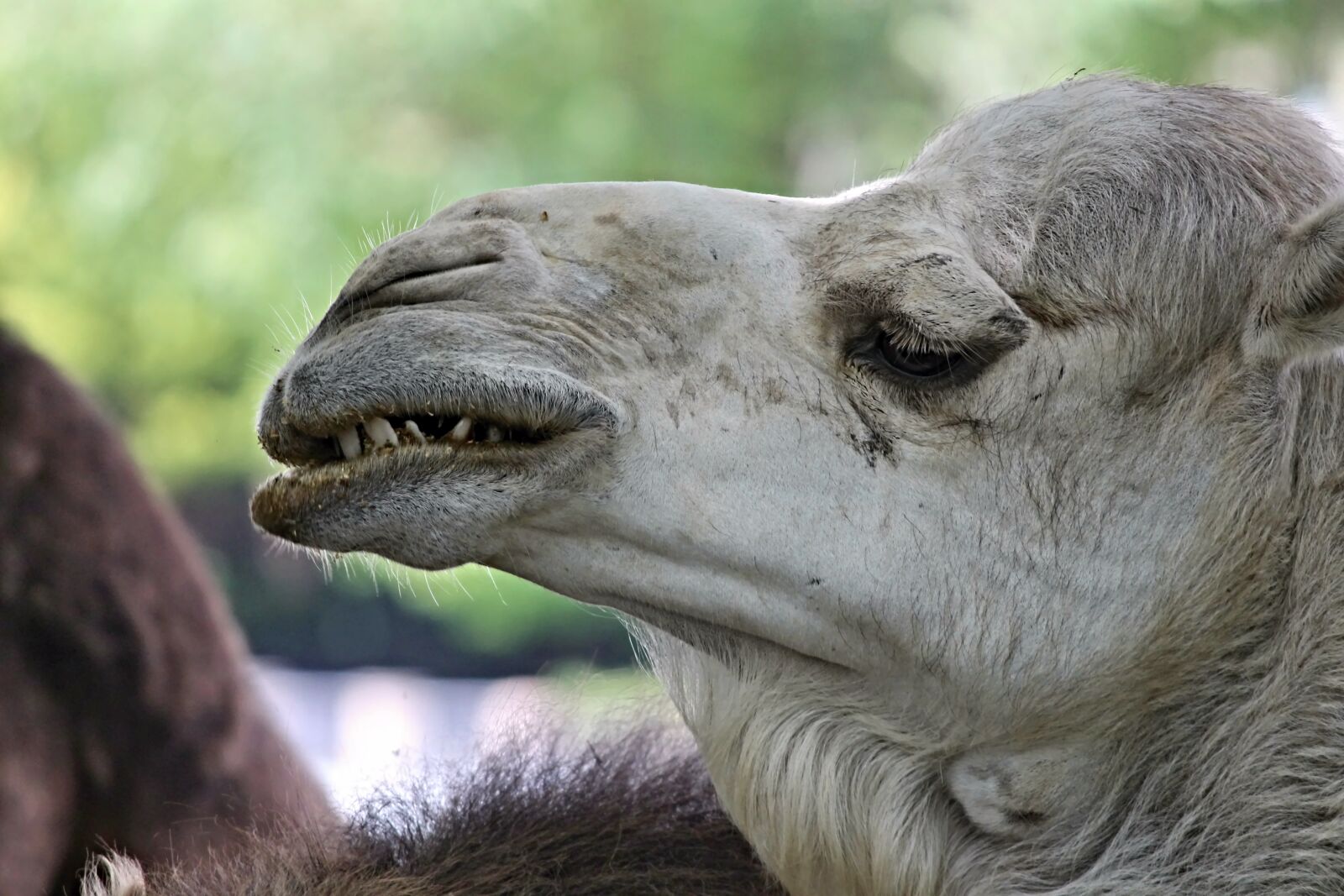 Canon EOS 1100D (EOS Rebel T3 / EOS Kiss X50) sample photo. Dromedary, camel, teeth photography