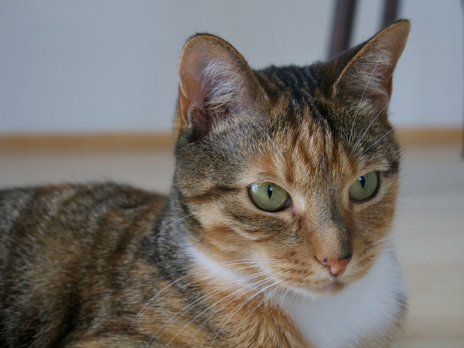 Panasonic Lumix DMC-GH3 sample photo. Cat, animal, tabby photography