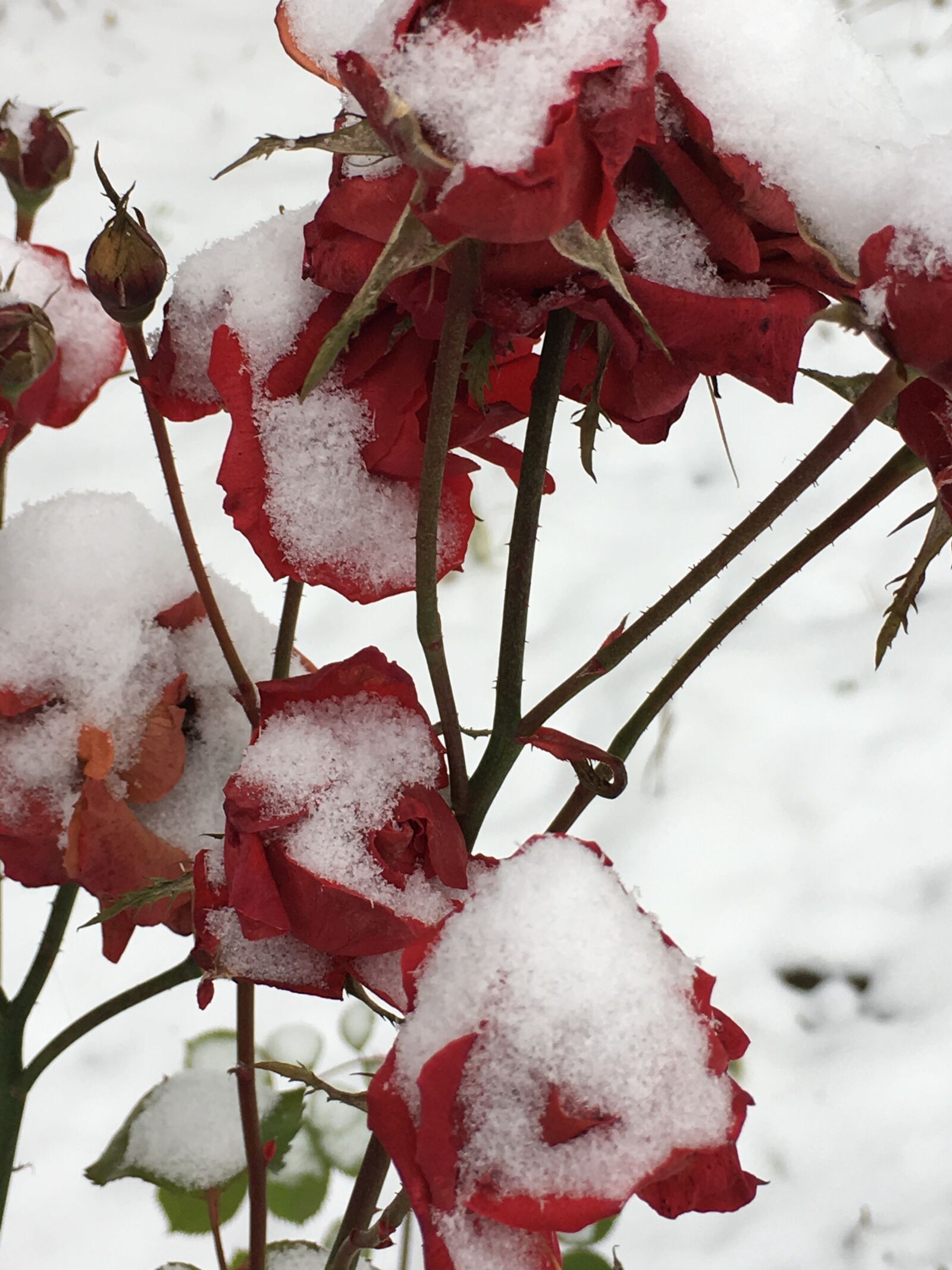 Apple iPhone 6s Plus sample photo. Snow, roses, sadness photography