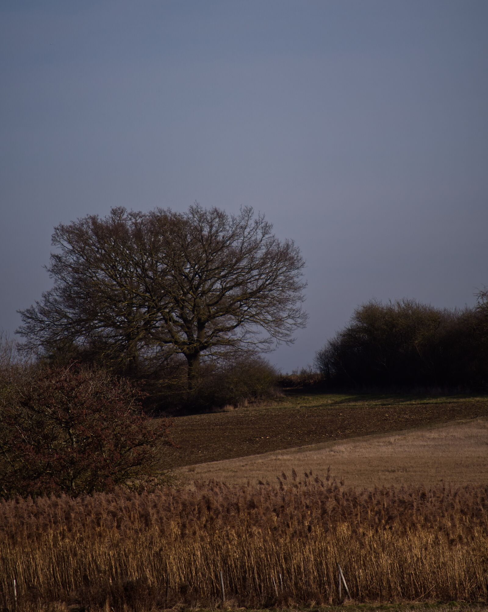 Nikon D5500 sample photo. Tree, meadow, brown photography