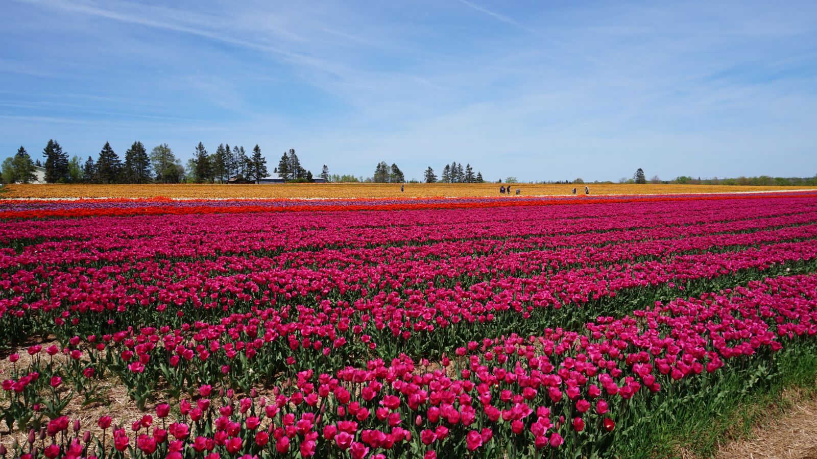 Sony Alpha a5000 (ILCE 5000) sample photo. Tulip, open country, flowers photography