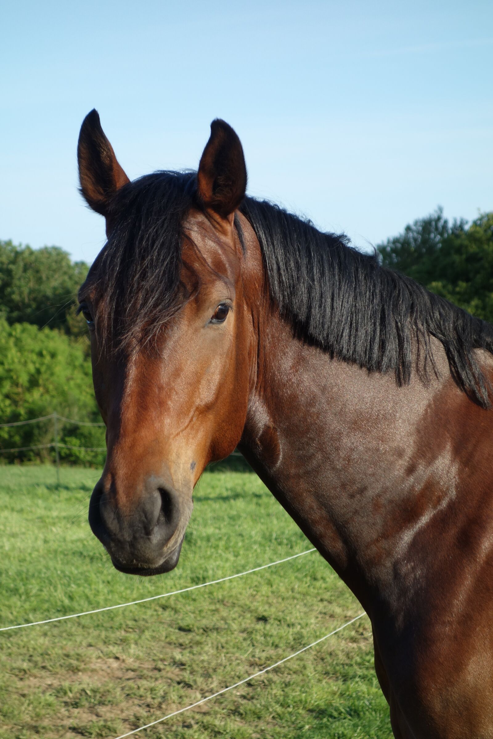 Sony Cyber-shot DSC-RX100 sample photo. Horse, horse head shot photography