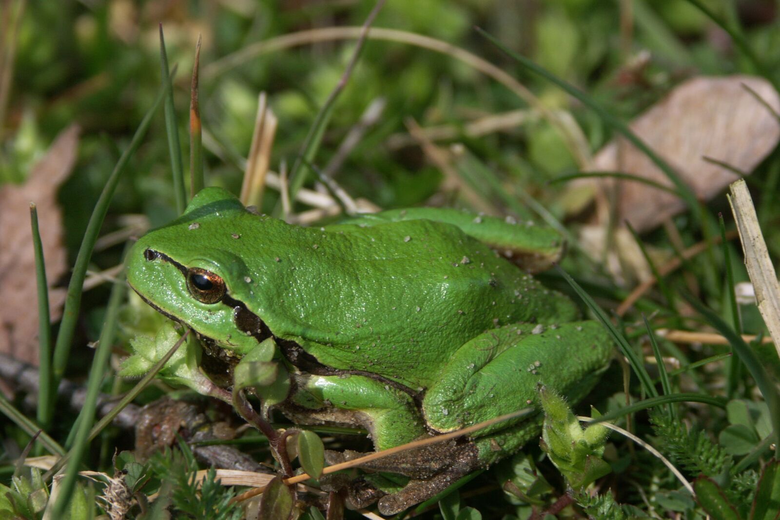 KONICA MINOLTA DiMAGE A2 sample photo. Green, frog, green frog photography