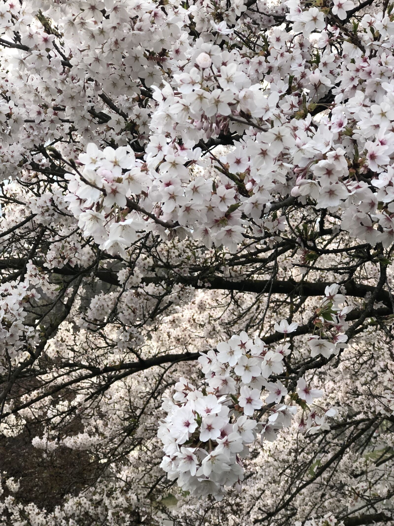 iPhone 8 Plus back dual camera 6.6mm f/2.8 sample photo. Cherry blossom, spring, flowers photography