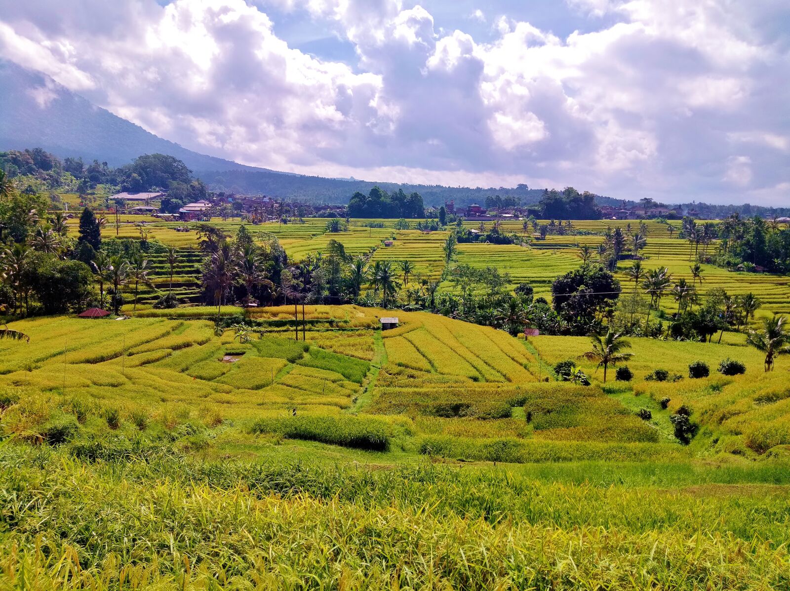 OPPO A1601 sample photo. Jatiluwih, bali, indonesia photography