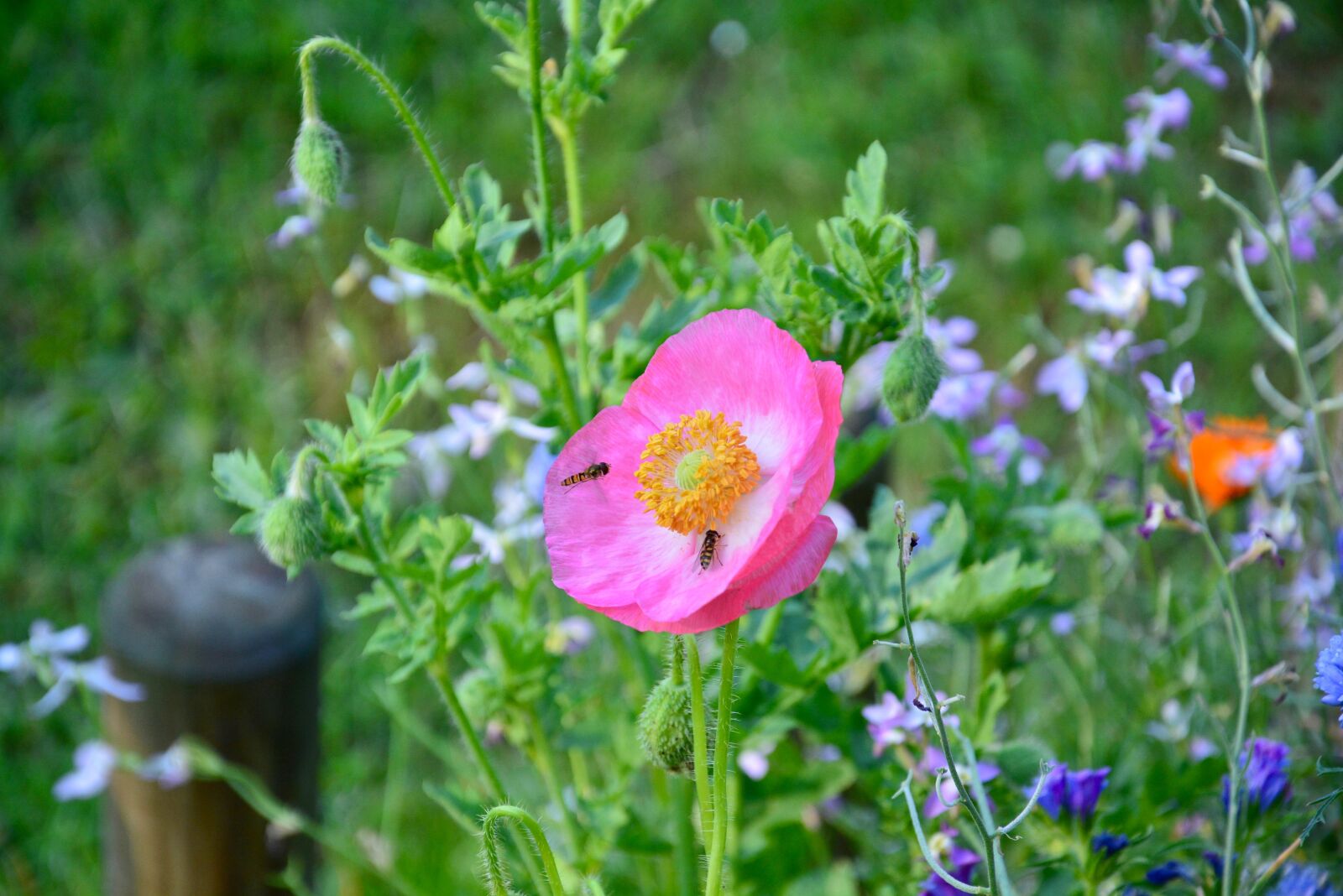 Nikon D5200 sample photo. Insect, bees, poppy photography