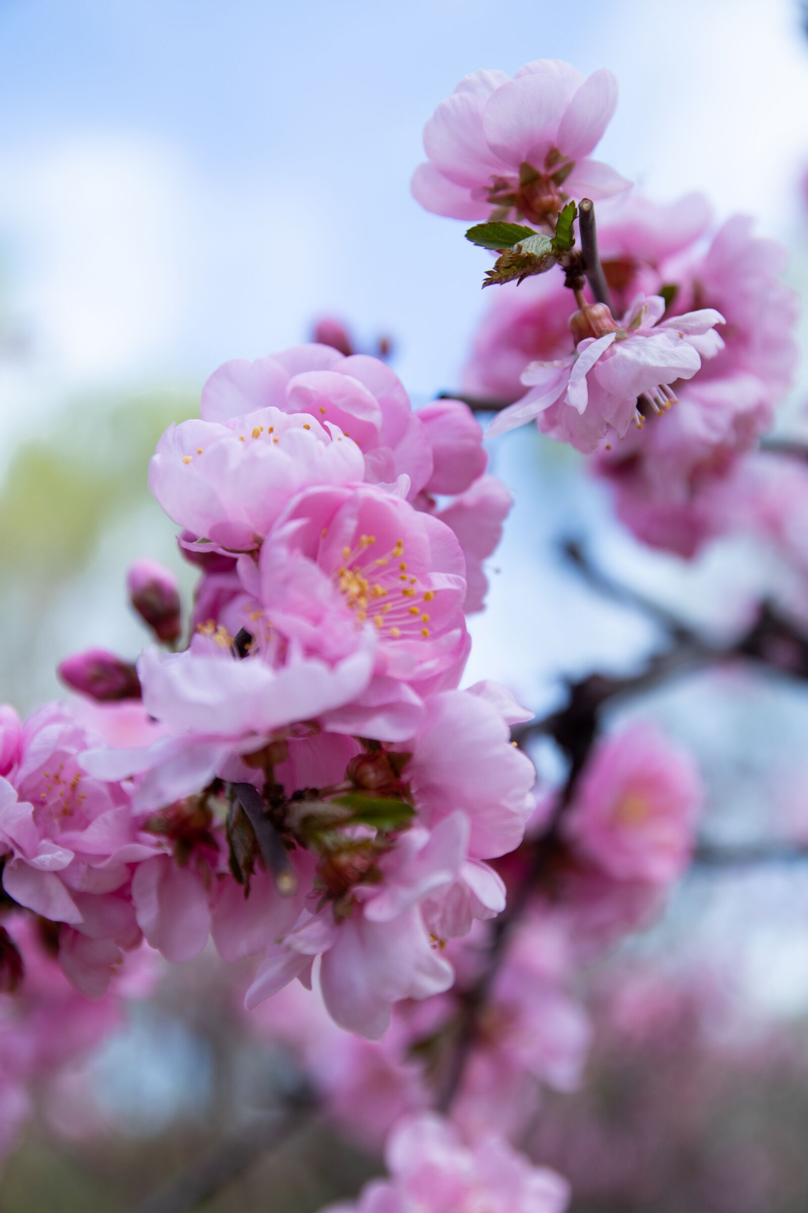 Canon EOS M6 sample photo. Spring, flowers, branch photography