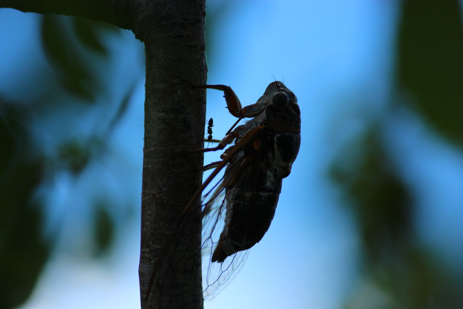 Canon EF-S 55-250mm F4-5.6 IS II sample photo. Crickets, ant, insect photography