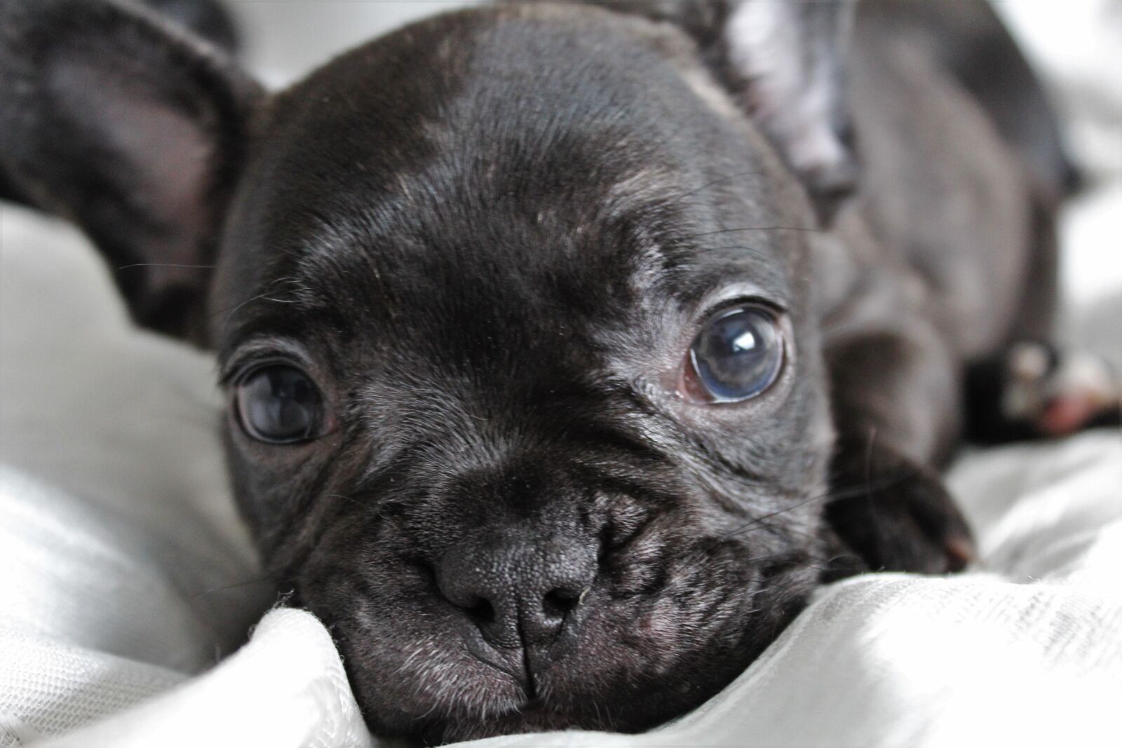 Canon EOS 1200D (EOS Rebel T5 / EOS Kiss X70 / EOS Hi) sample photo. Puppy, dog, nice photography