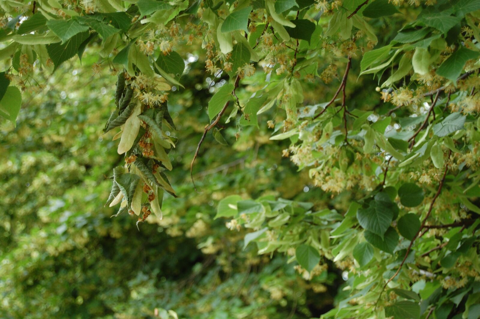 Nikon D40 sample photo. Linden, linden flowers, nature photography