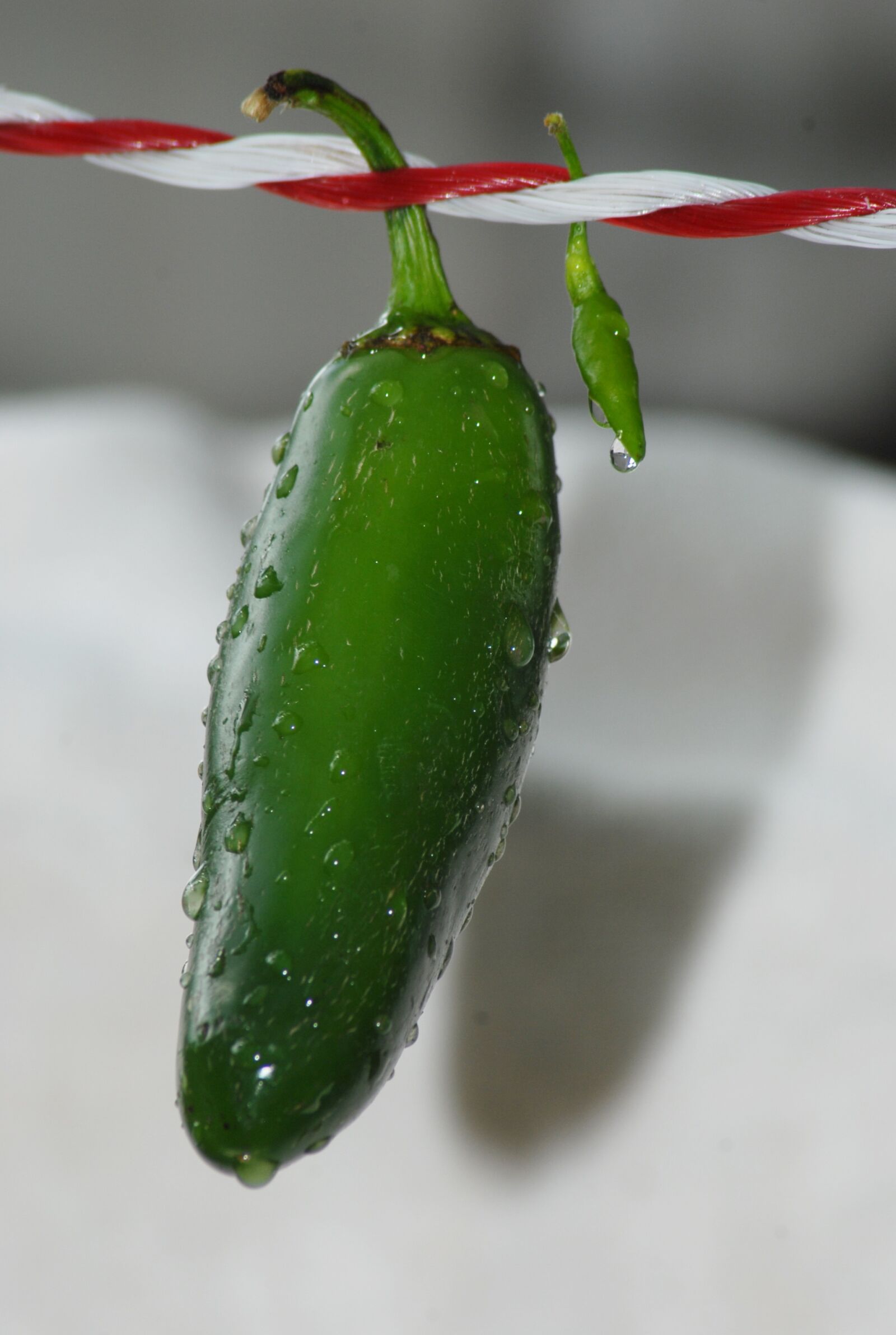 Nikon D200 sample photo. Green chile, vegetable, spicy photography