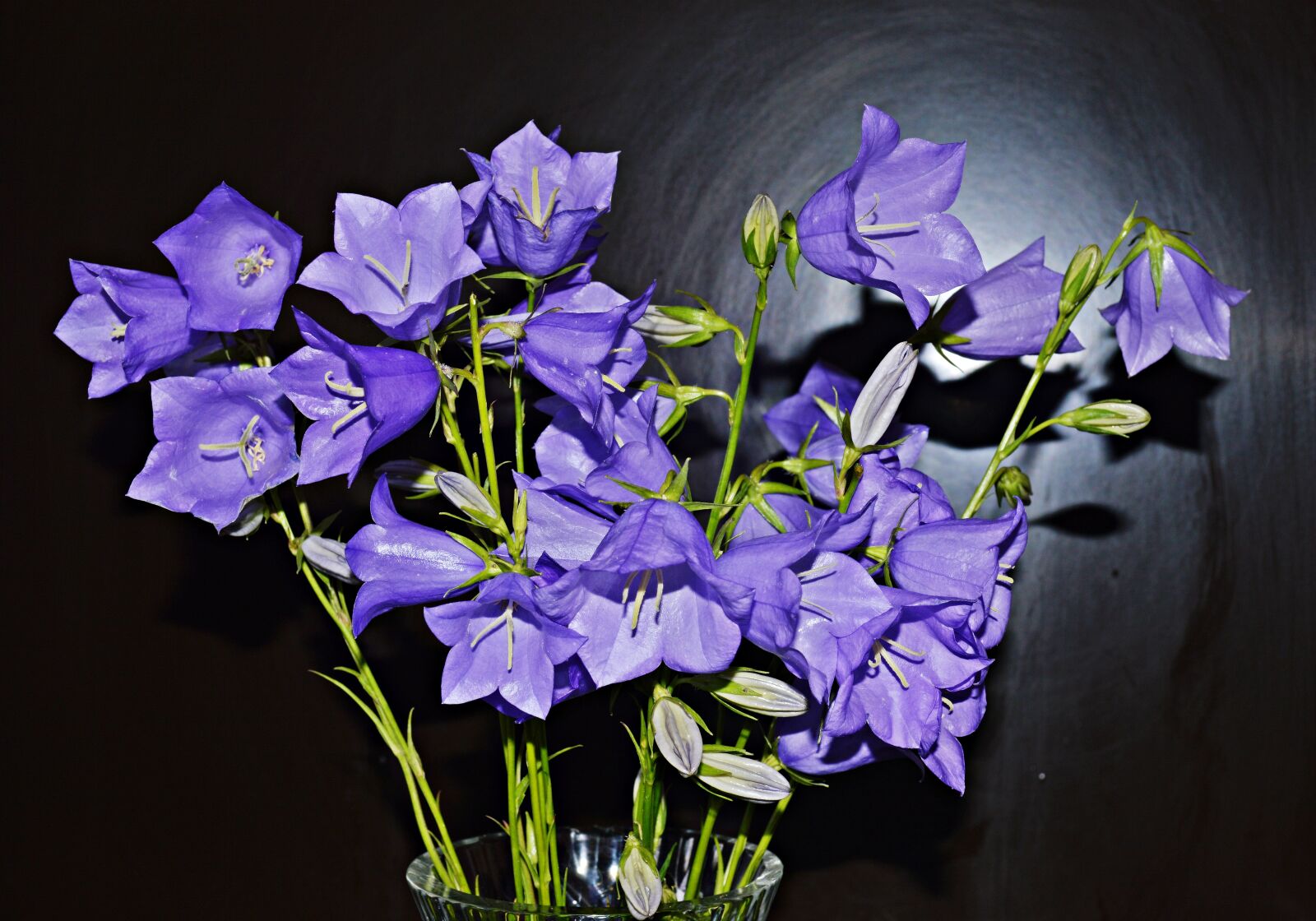 Nikon D3200 sample photo. Flowers, campanula, flora photography