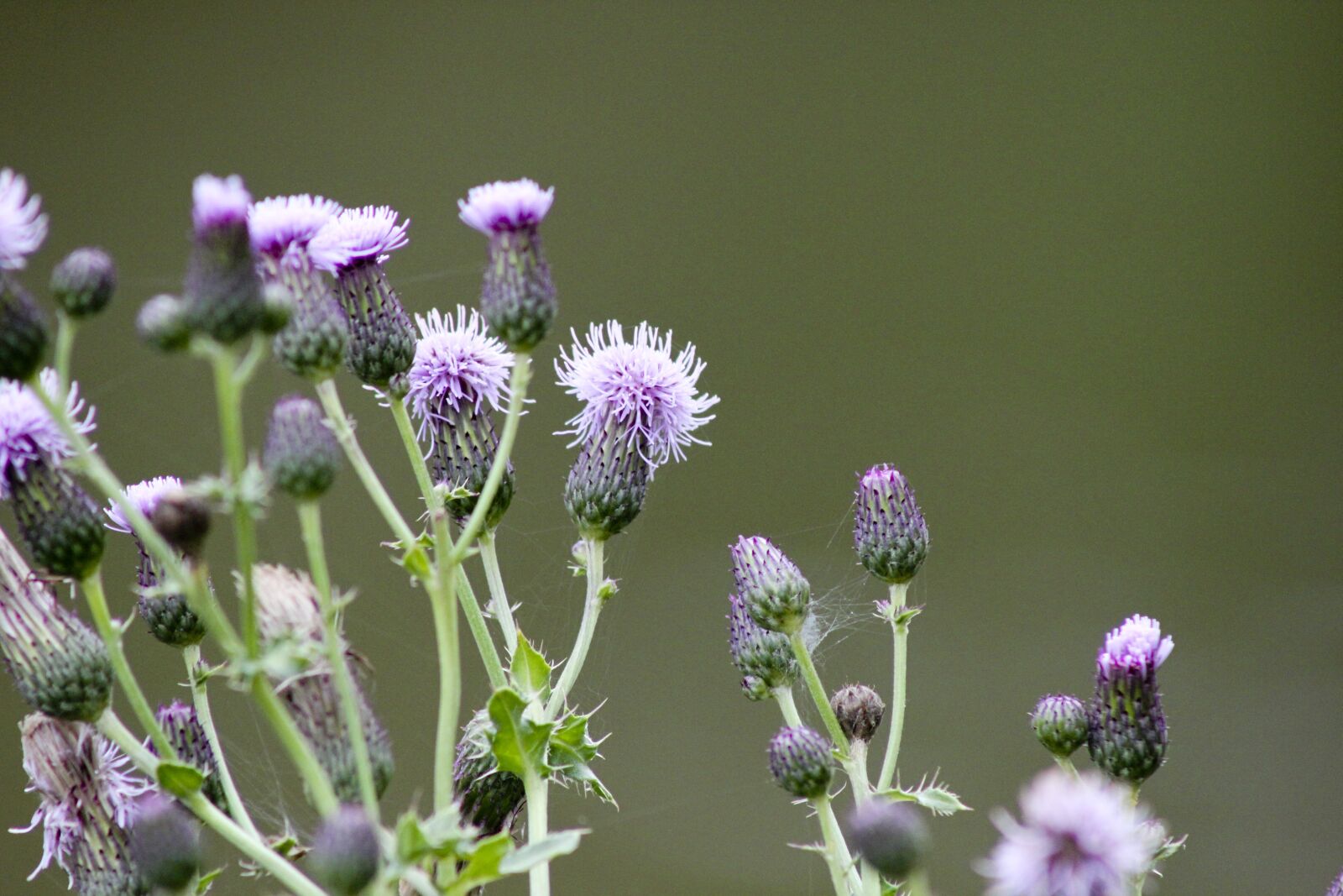 Canon EF75-300mm f/4-5.6 sample photo. Flower, summer, country photography