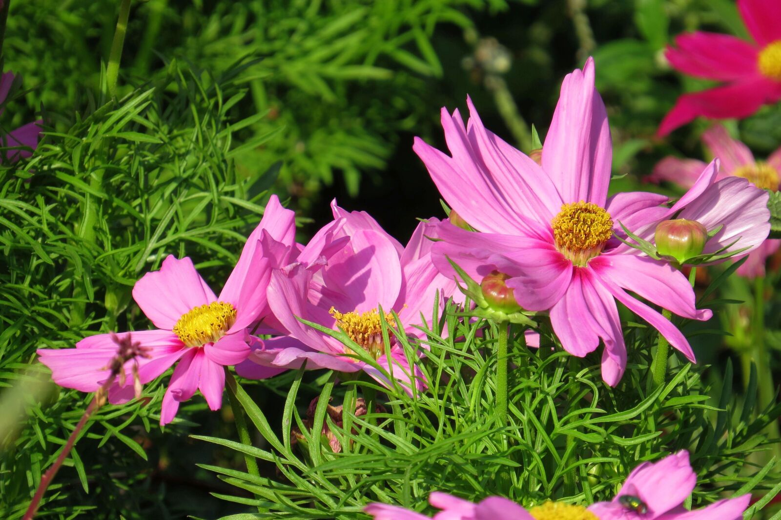 Canon PowerShot SX50 HS sample photo. Flowers, pink flowers, close photography