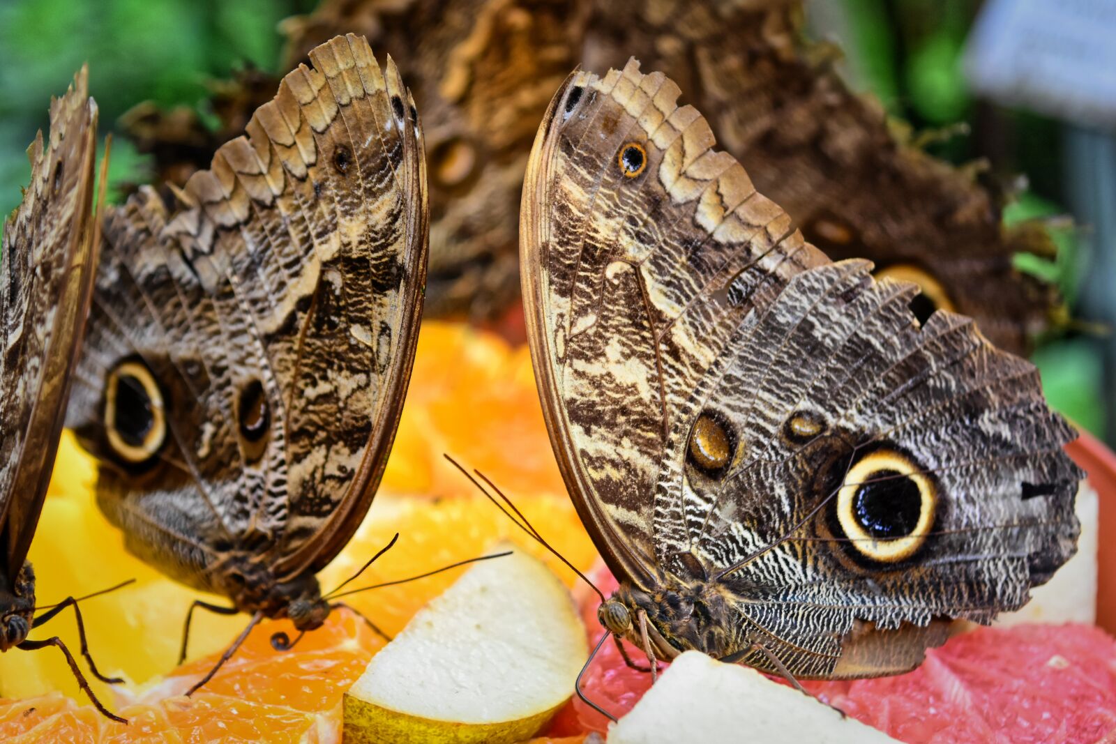 Nikon D7200 sample photo. Butterfly, owl butterfly, edelfalter photography