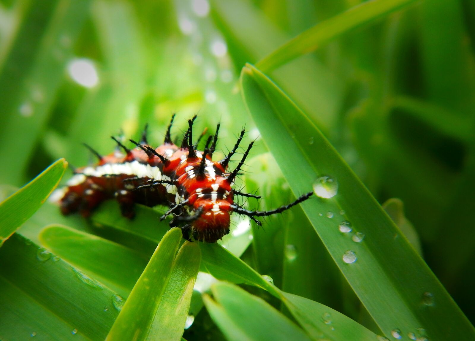 Nikon Coolpix AW110 sample photo. Worm, larva, caterpillar photography