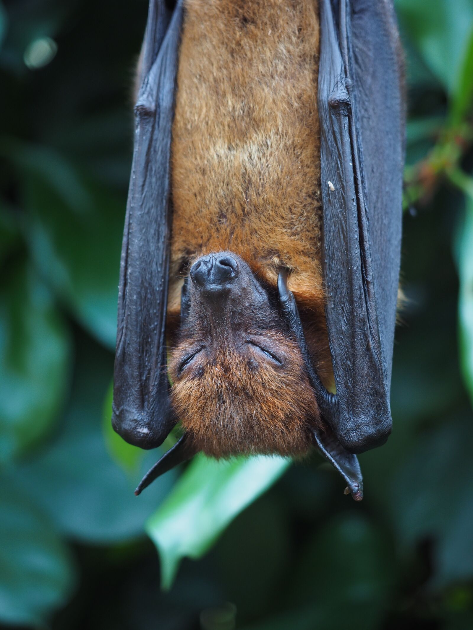 Olympus OM-D E-M1 + Olympus M.Zuiko Digital ED 12-40mm F2.8 Pro sample photo. Flying dog, aethalops, mammal photography