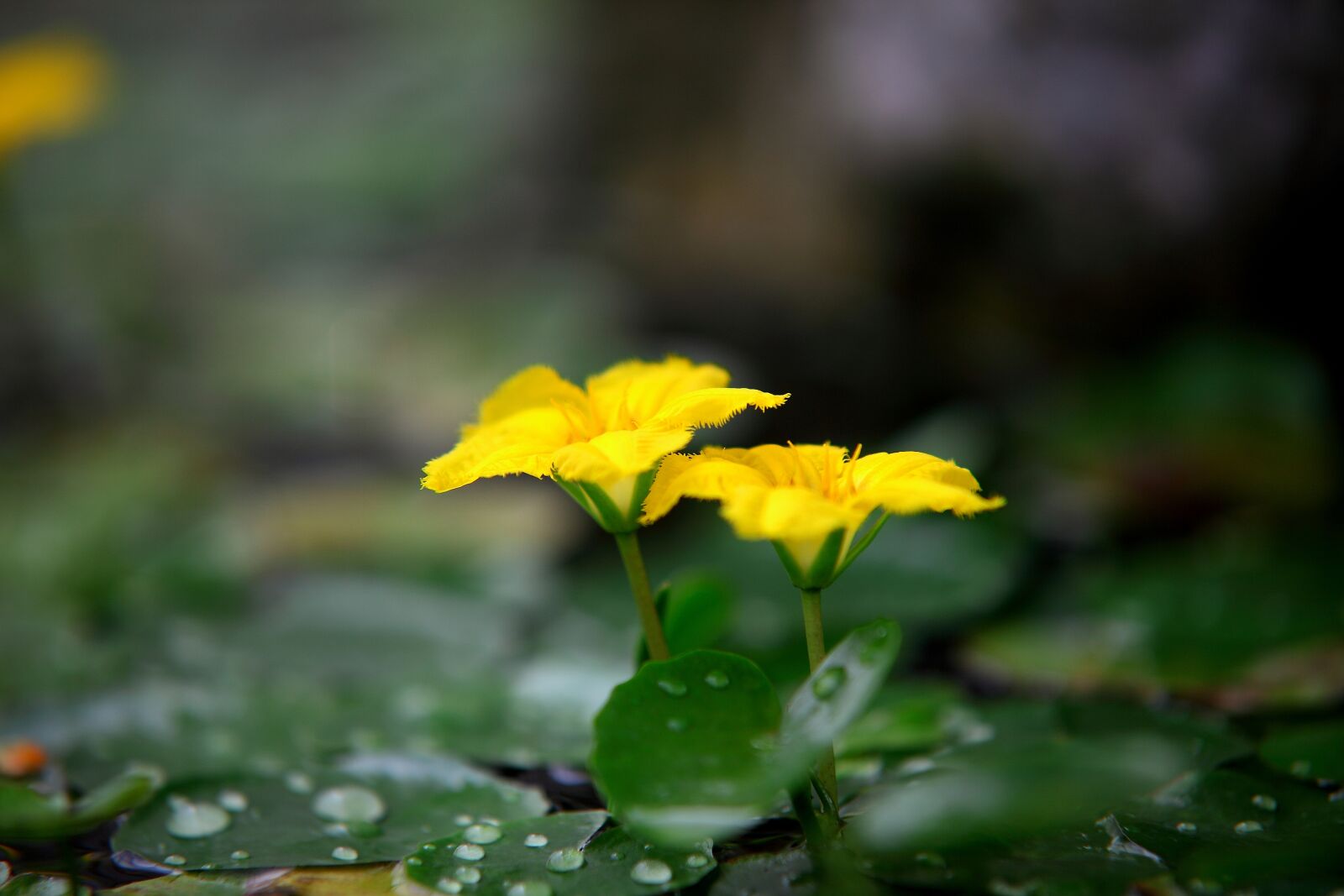 Canon EOS 5D Mark II sample photo. Nature, plants, flowers photography