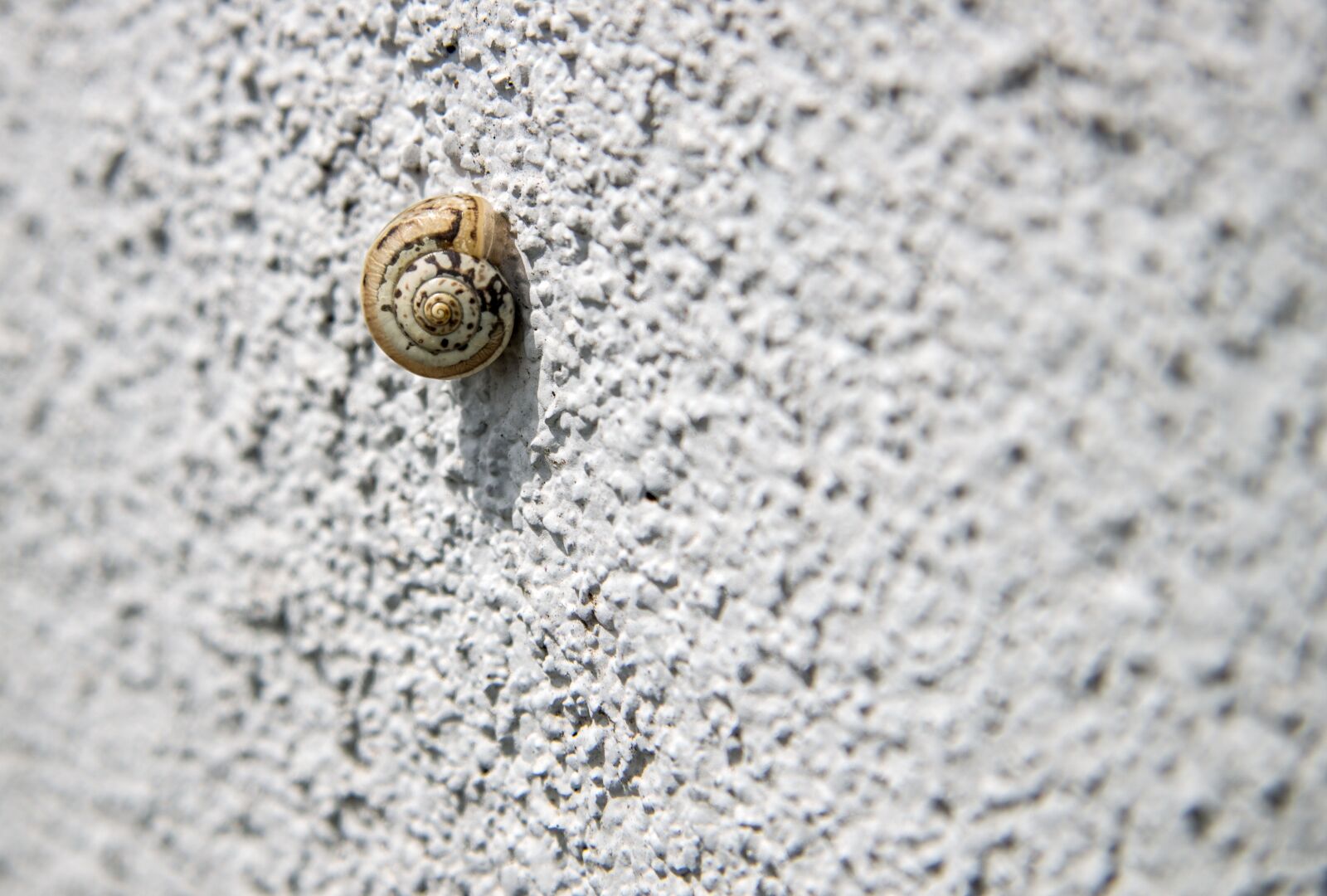 Canon EOS 100D (EOS Rebel SL1 / EOS Kiss X7) + Canon EF-S 17-85mm F4-5.6 IS USM sample photo. Snail, snail on the photography