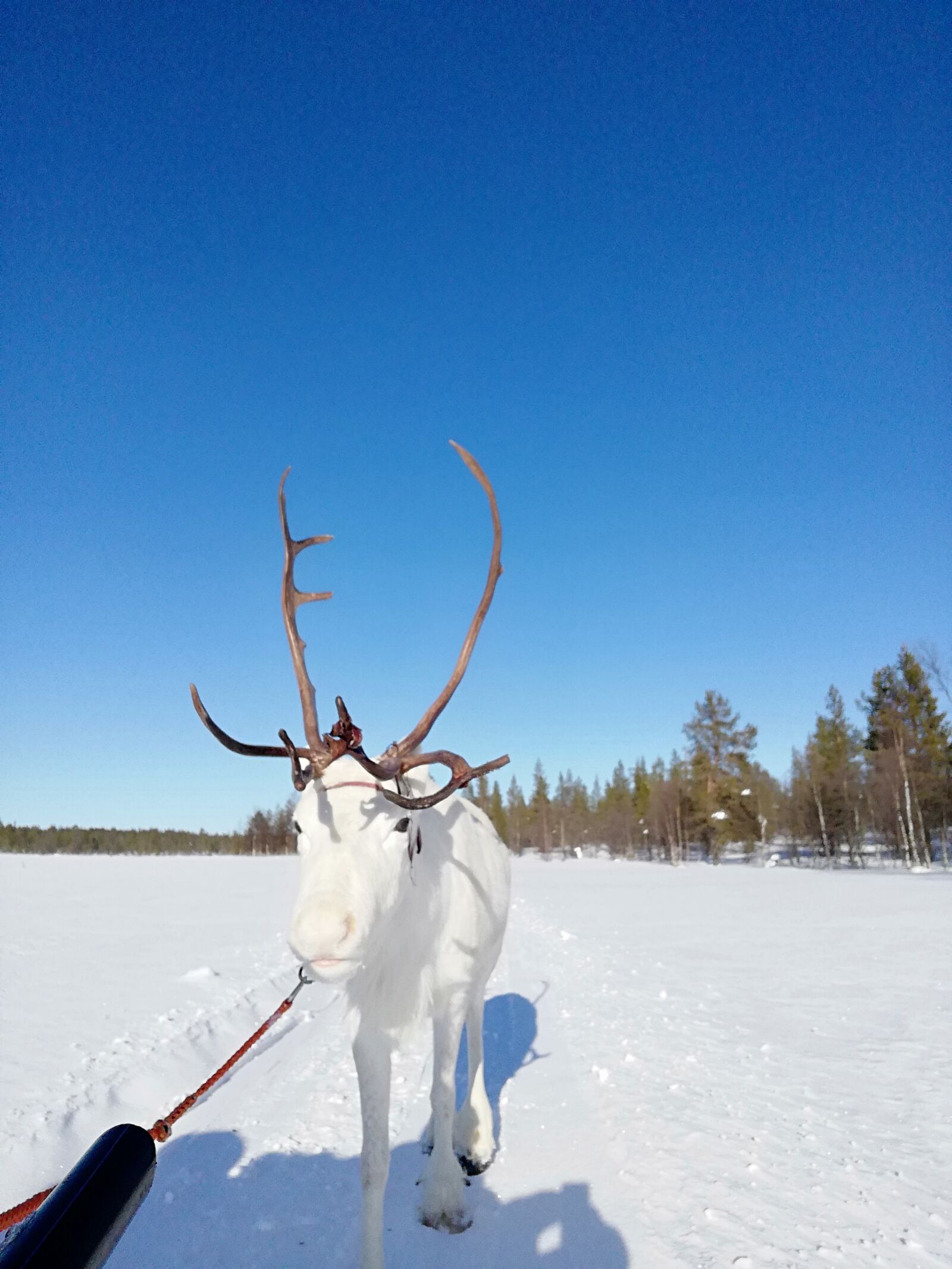 HUAWEI nova 2 Plus sample photo. Lapland, reindeer, spring day photography