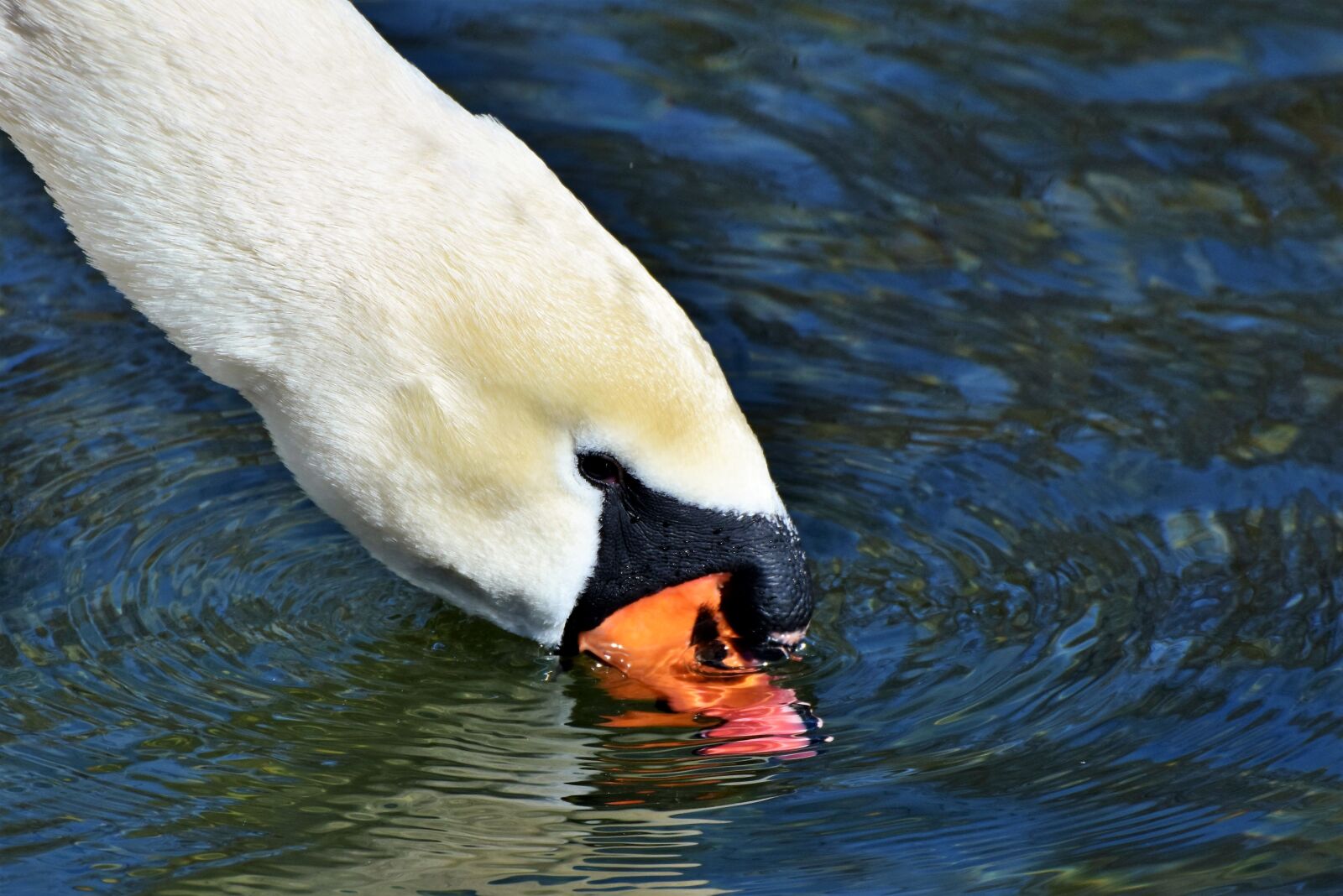 Nikon D7200 sample photo. Swan, water bird, schwimmvogel photography