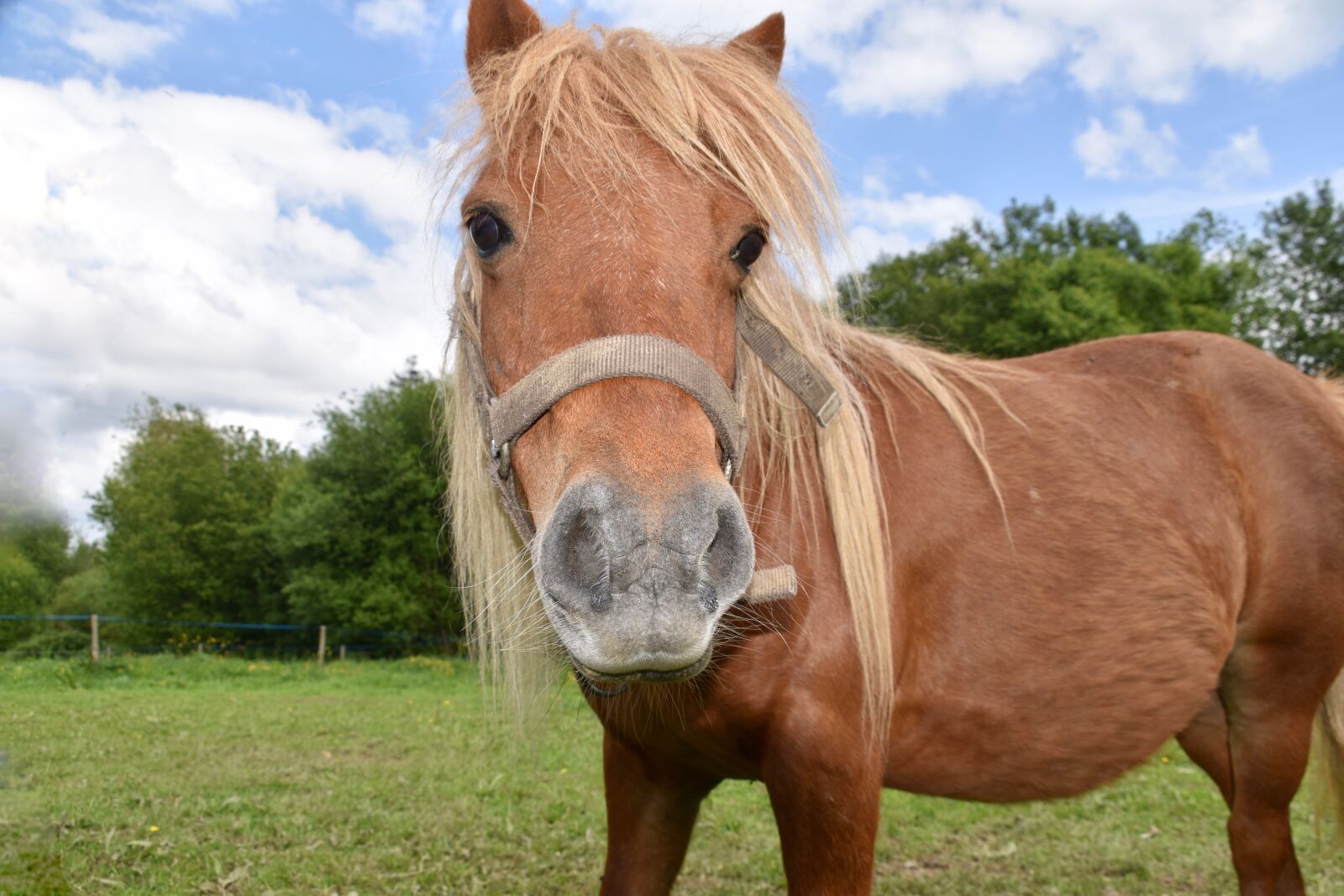 Nikon D5600 sample photo. Shetland pony, small horse photography