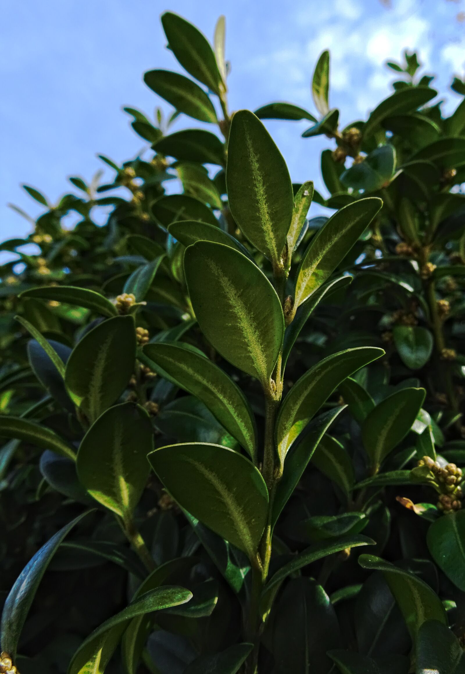 Sony DSC-HX60 sample photo. Book, boxwood, green photography