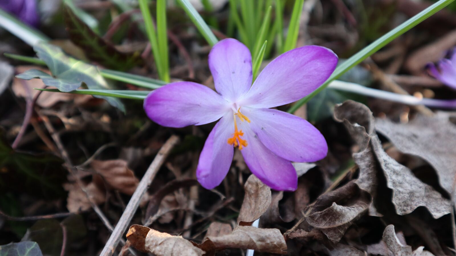 Canon EOS M100 sample photo. Crocus, flower, spring photography