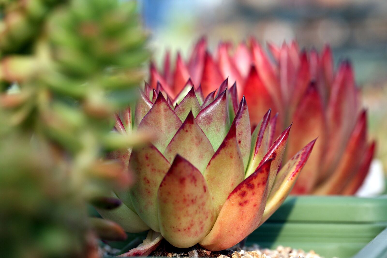 Canon EOS 5D sample photo. A fleshy plant, fleshy photography